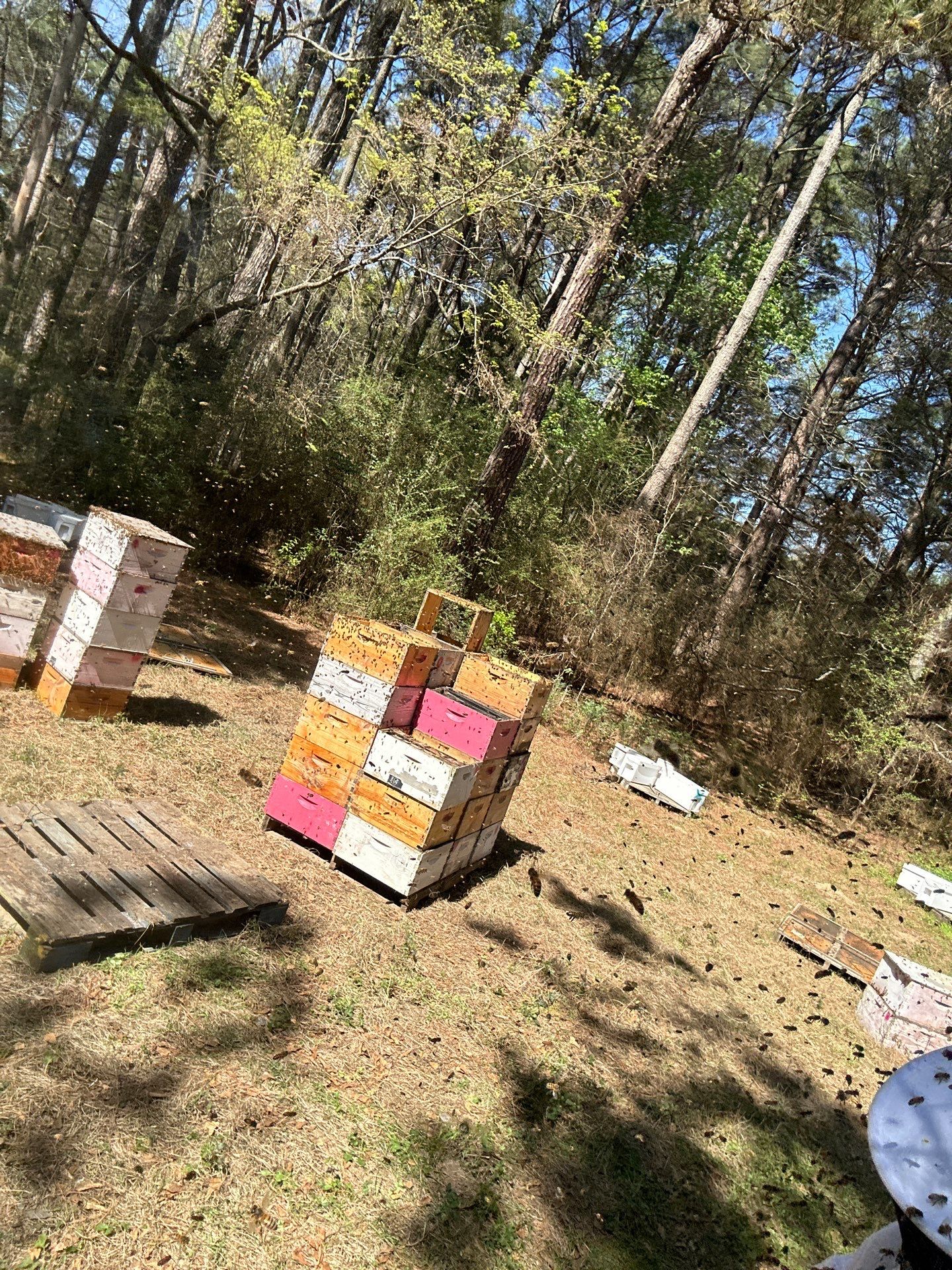 Tree Farm Apiary by Rockwall Honey Bee Company