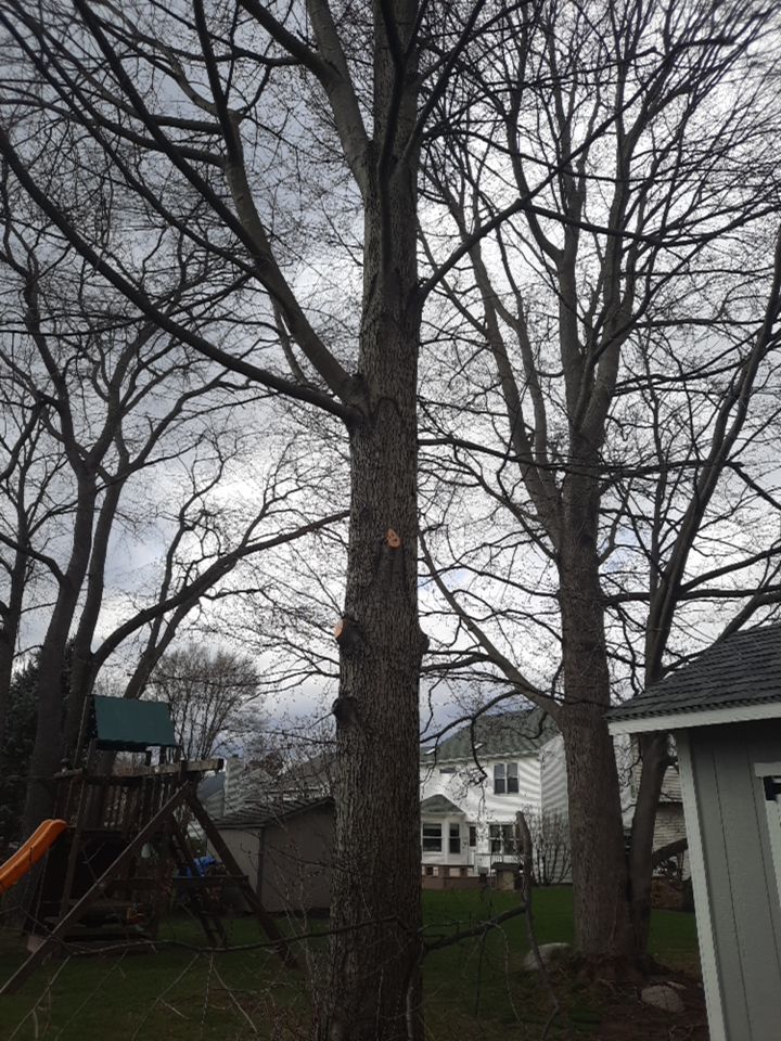 Tree Removal using Tree Removal by Mike Jones & Sons Tree Service LLC 