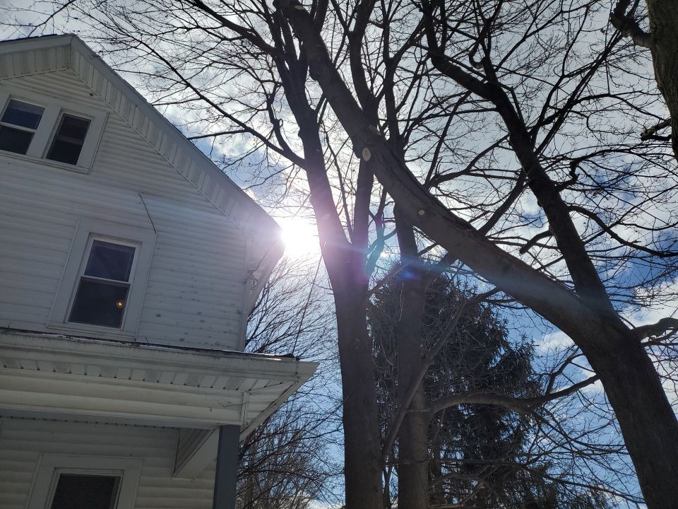 Tree Trimming using Tree Pruing by Mike Jones & Sons Tree Service LLC 