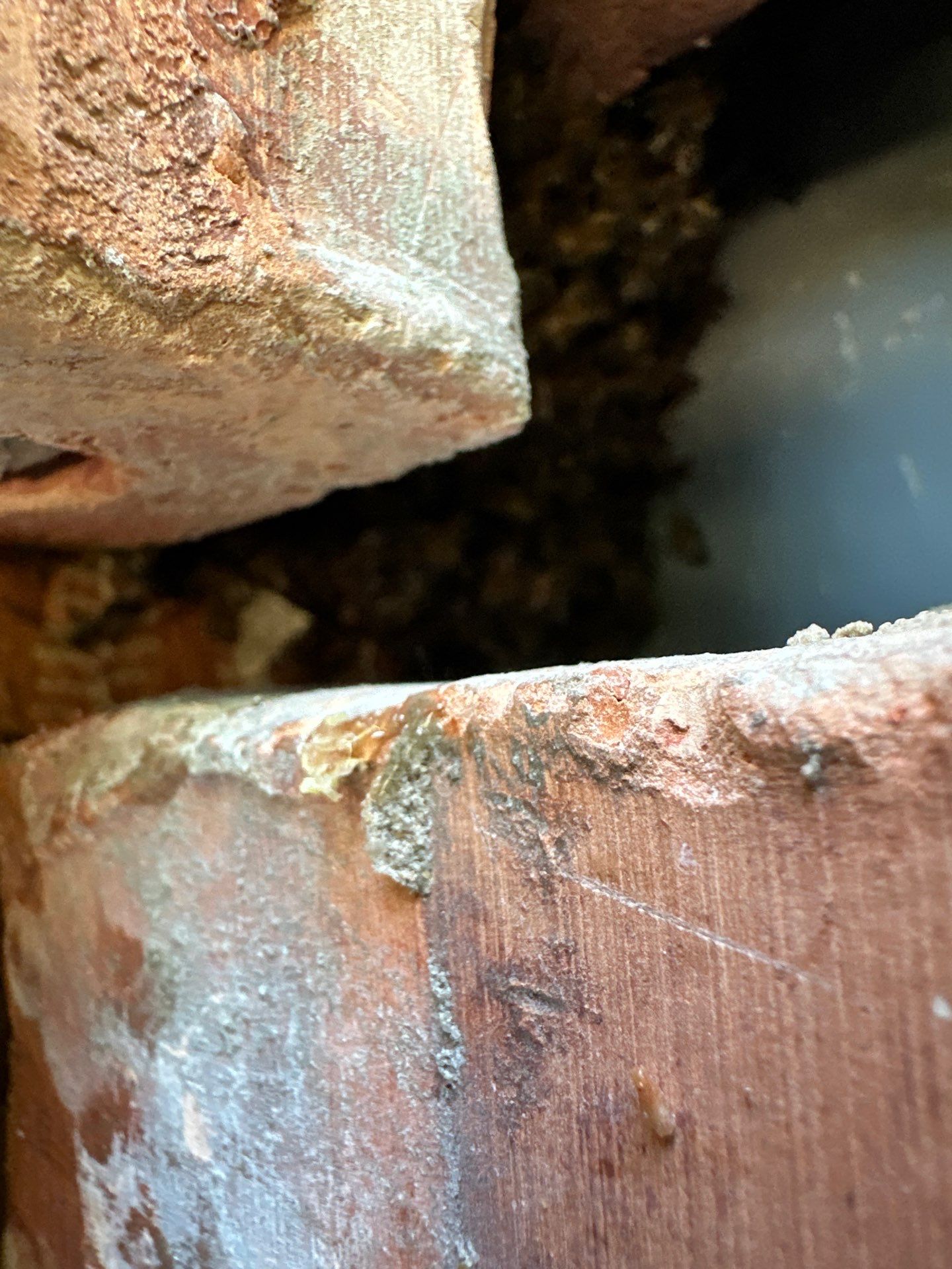 Bees Behind Bricks by Rockwall Honey Bee Company