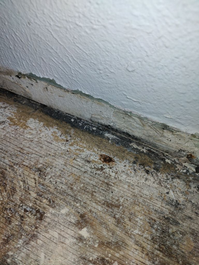 Mold Remediation  by Accountable Home Services