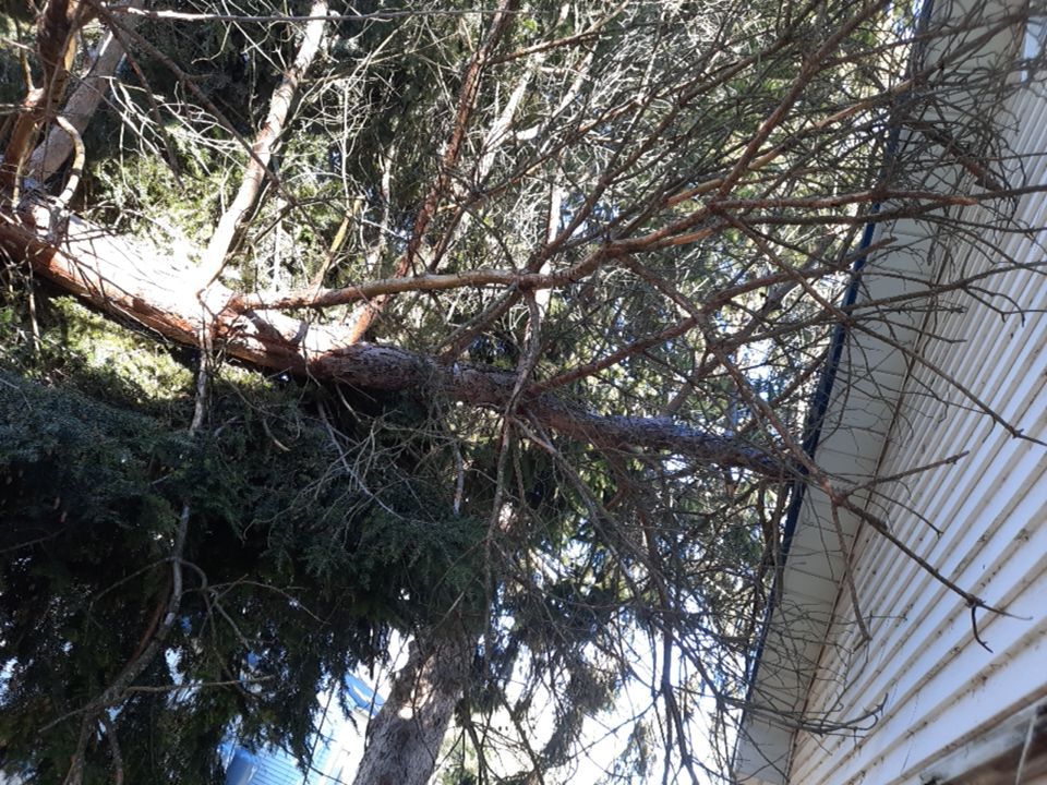 Storm Damaged Tree Removal  using Tree Removal by Mike Jones & Sons Tree Service LLC 
