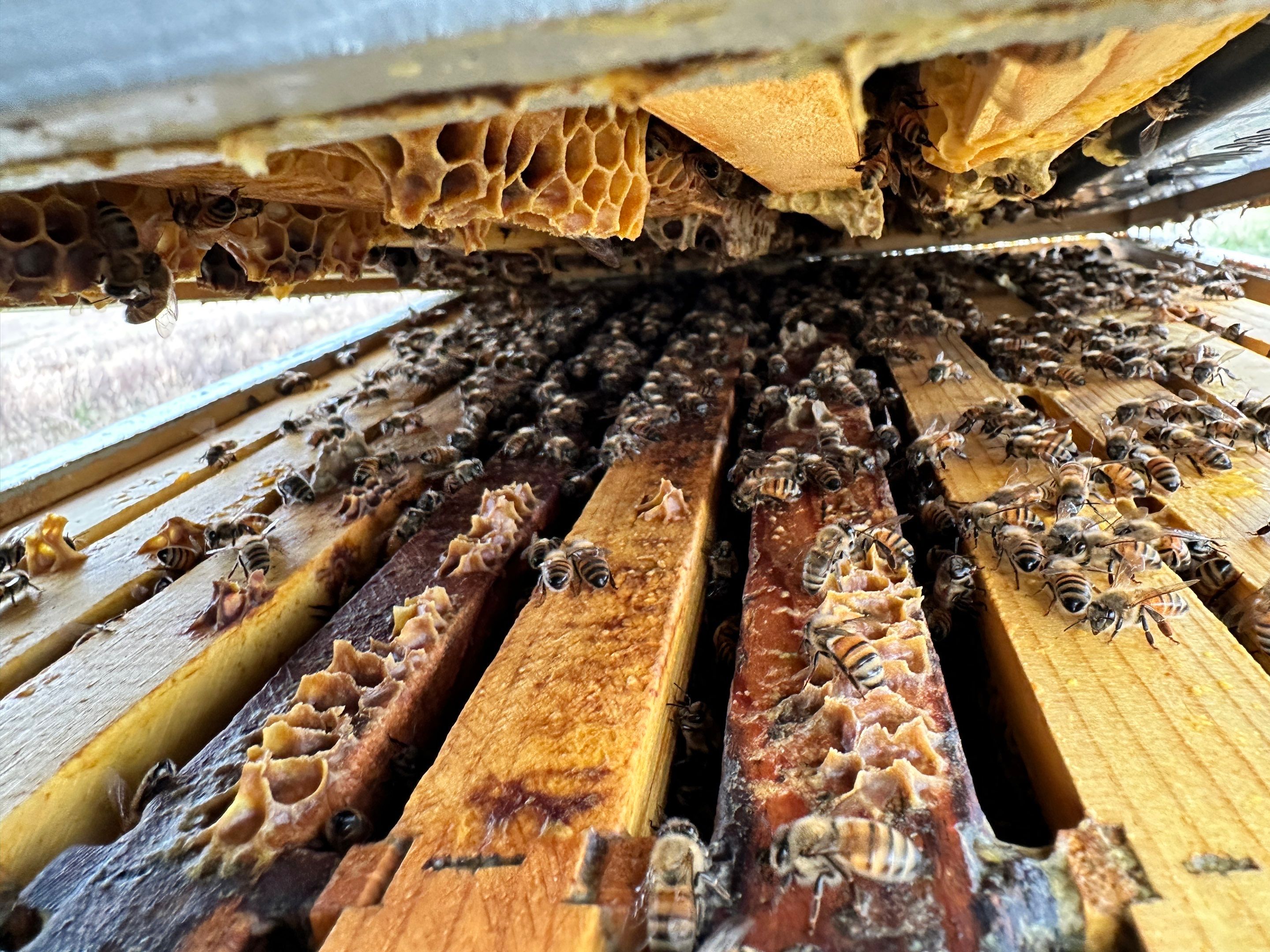 Honey-Maker Apiary in Greenville by Rockwall Honey Bee Company