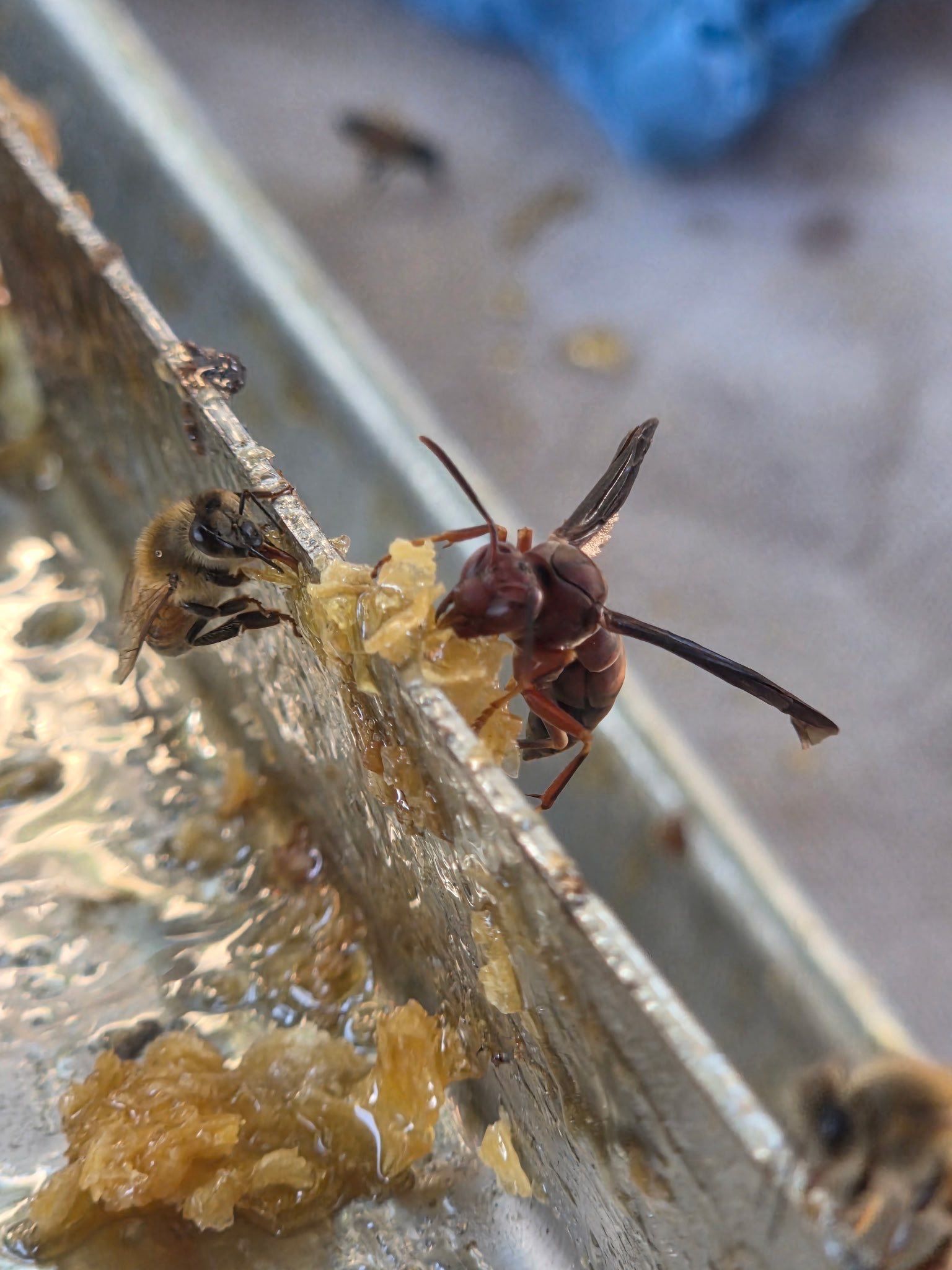 Texas Mead & Music Festival by Rockwall Honey Bee Company