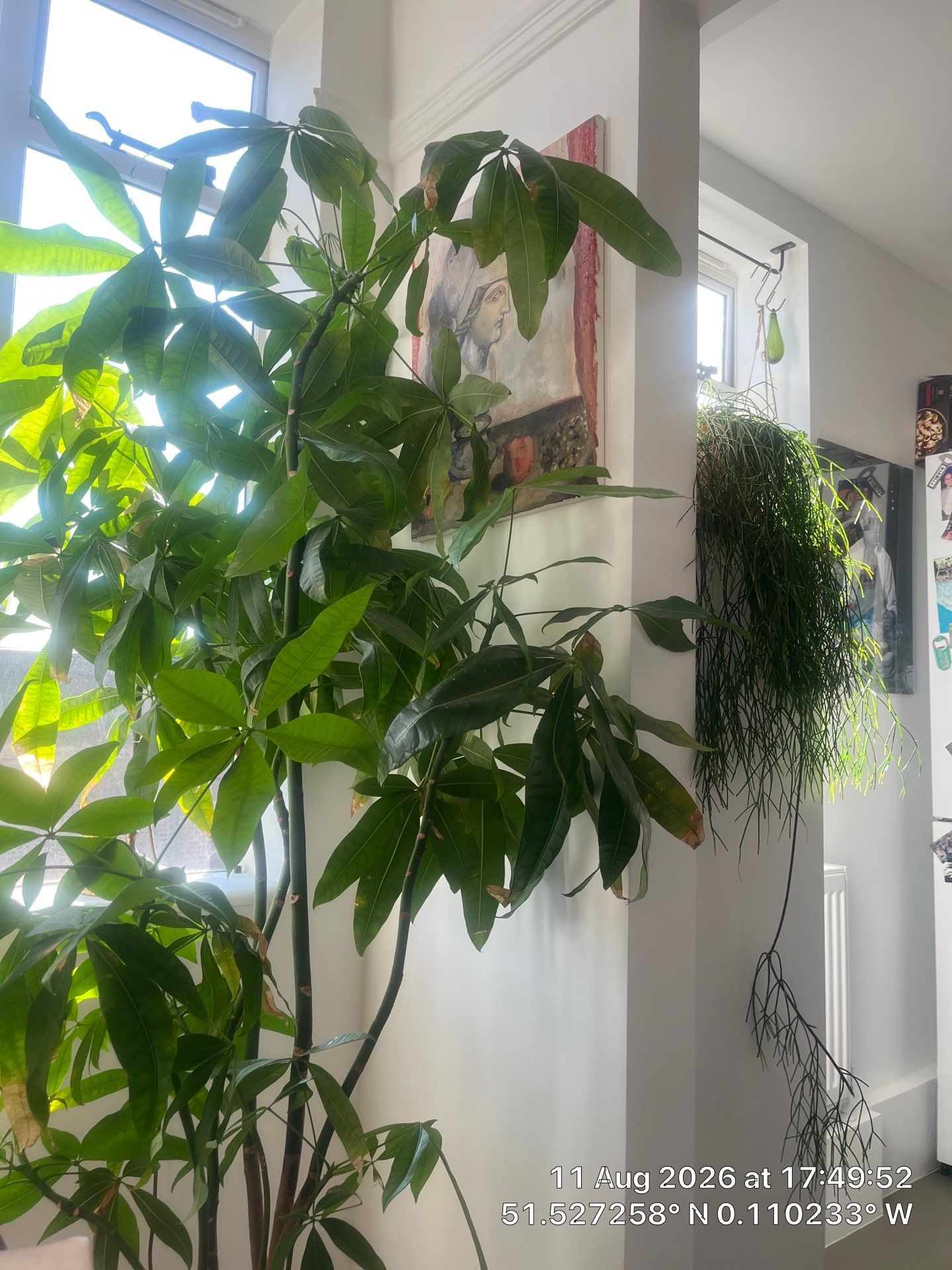 Indoor Plant Installation and Interior Decor Enhancement in London by CompanyCam Sales Demo