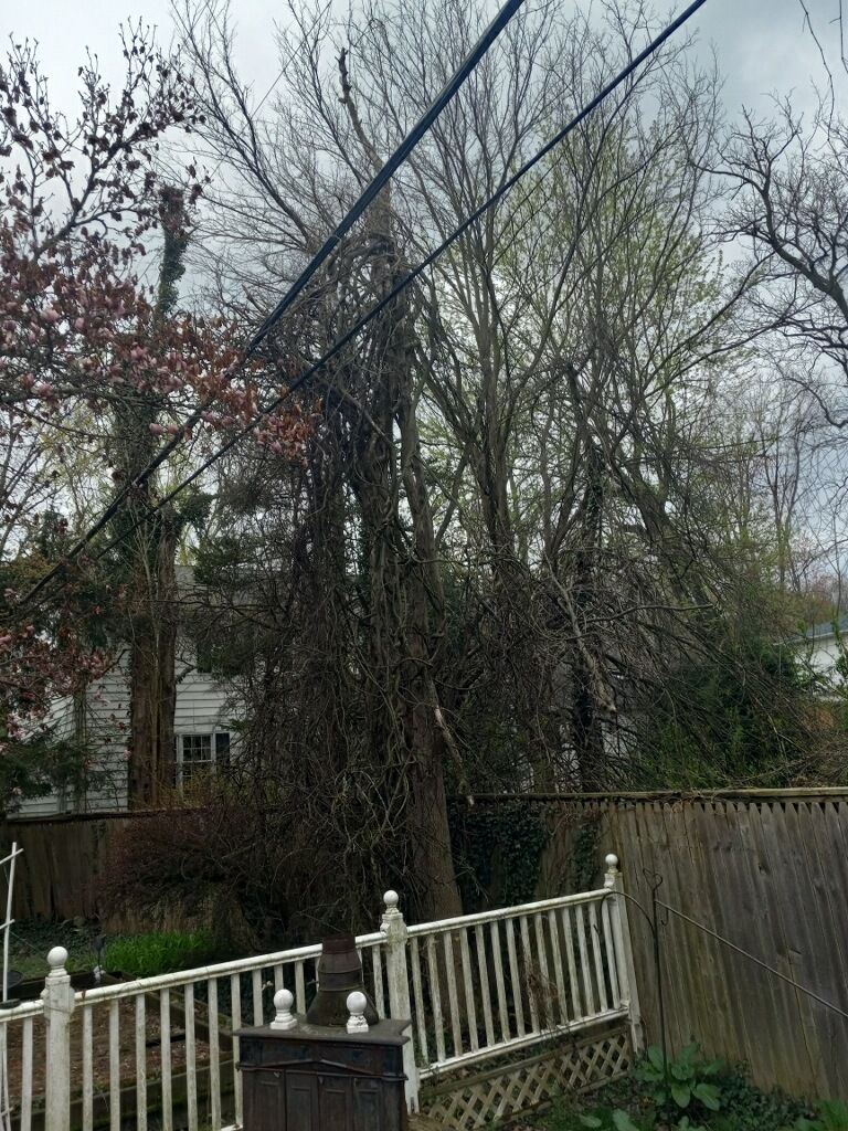 Tree Removal using Tree Removal by Mike Jones & Sons Tree Service LLC 