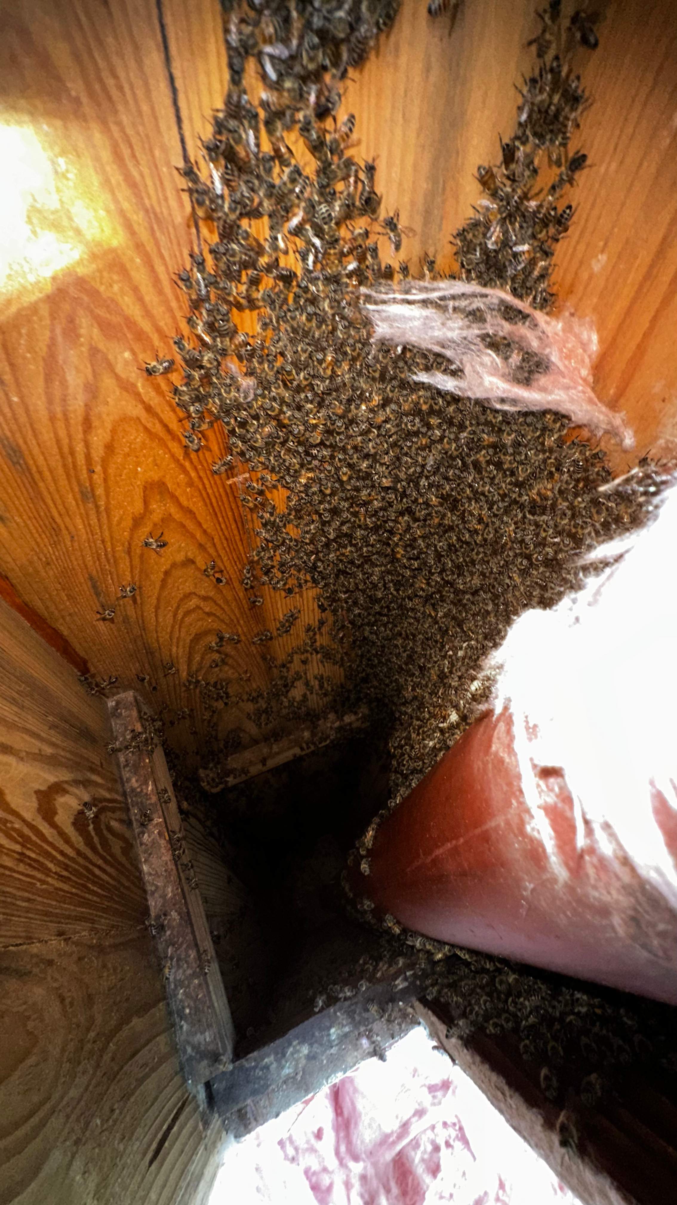 Column Bees by Rockwall Honey Bee Company