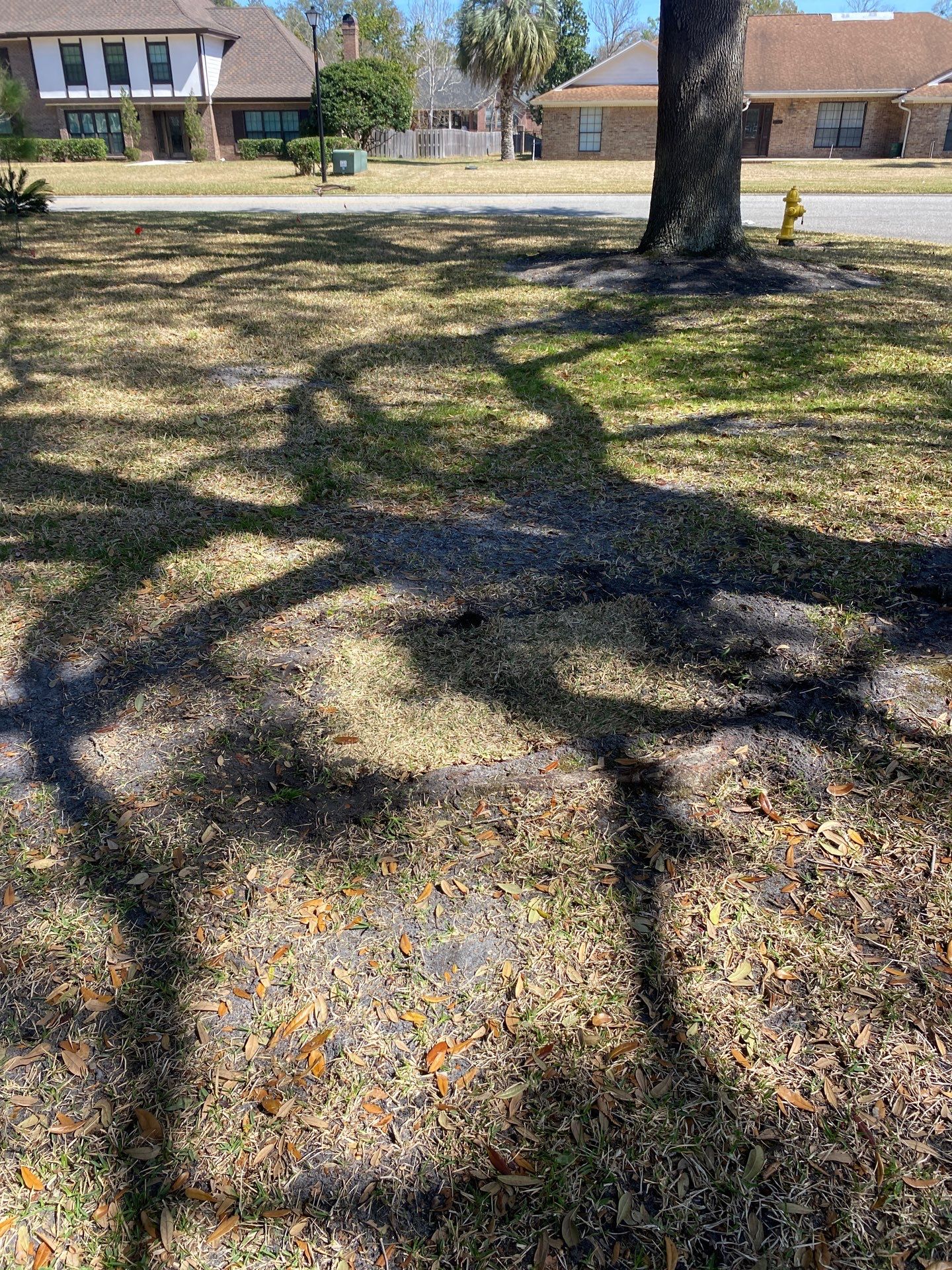 Deerwood Resident | Tree Removal & Install by ProGreen Services