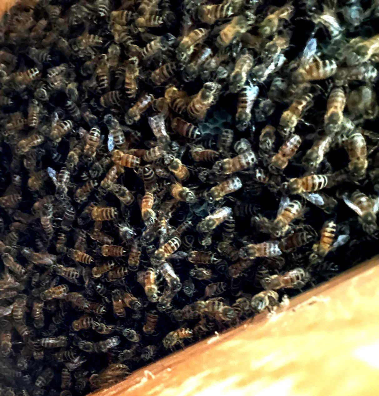 Frisco Corporate HQ by Rockwall Honey Bee Company