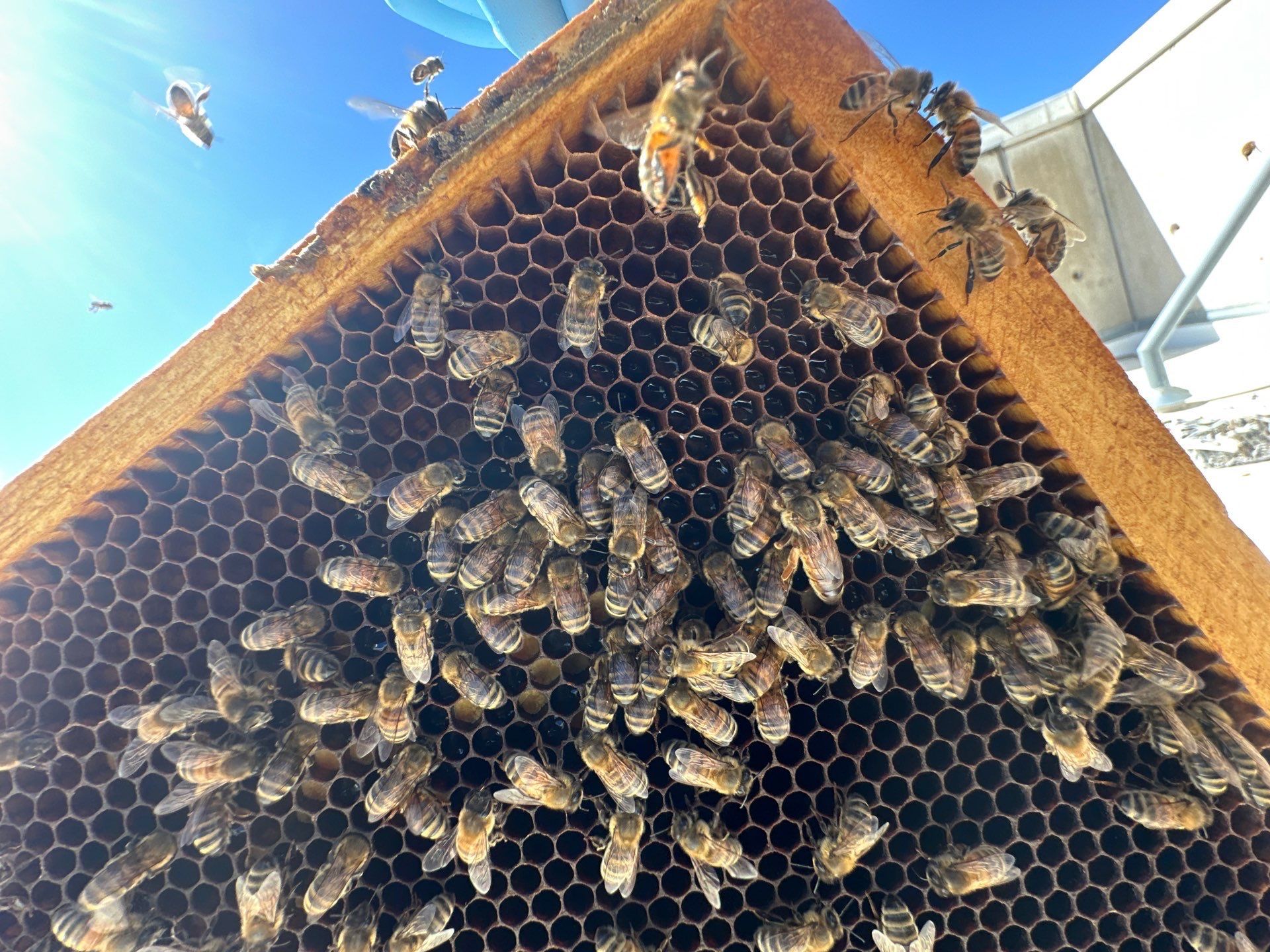 Anchovies on your Apiary by Rockwall Honey Bee Company