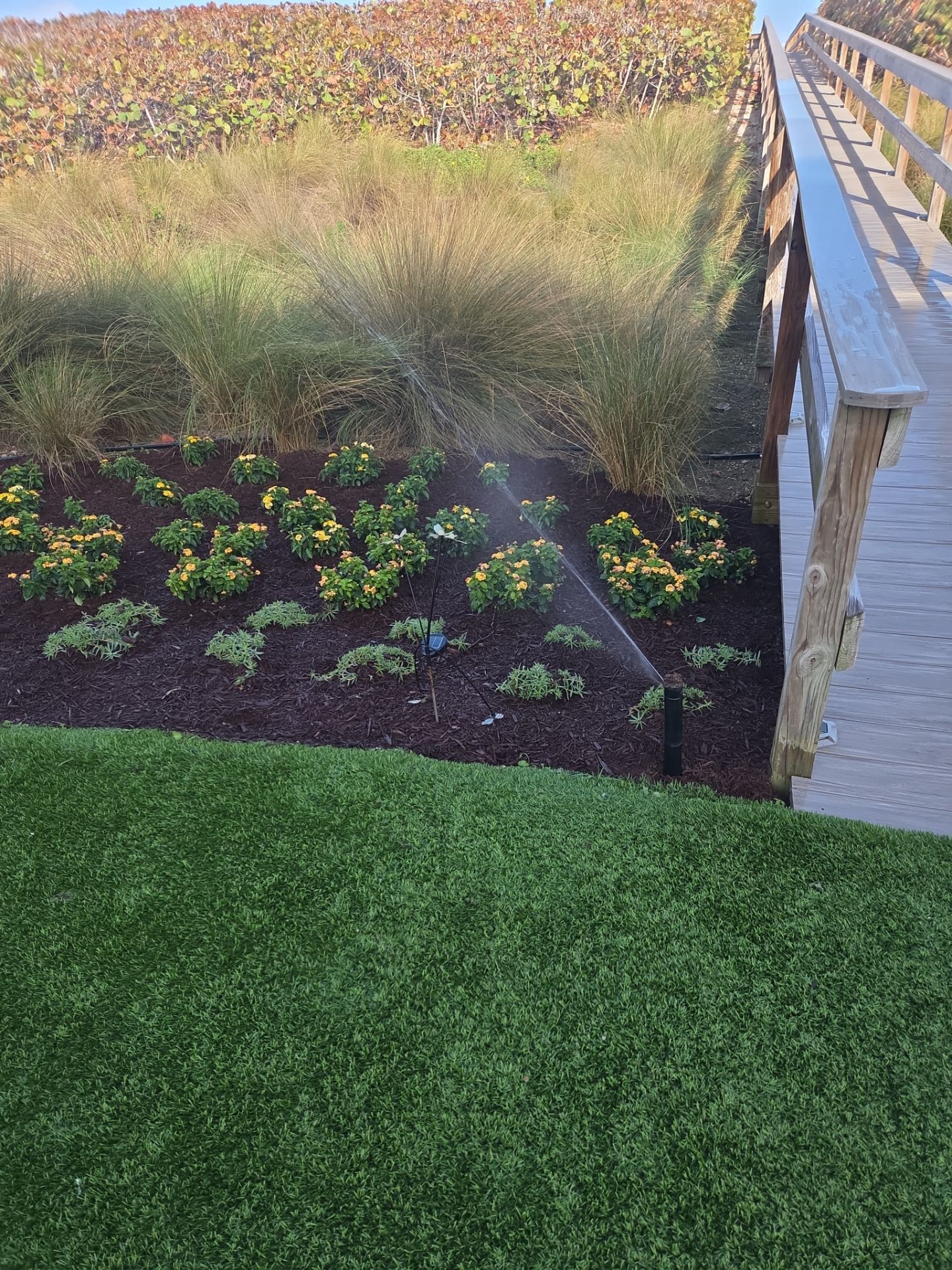 Hutchinson Island Oceanfront Landscape Restoration by Alpha Zeta Enterprises Inc