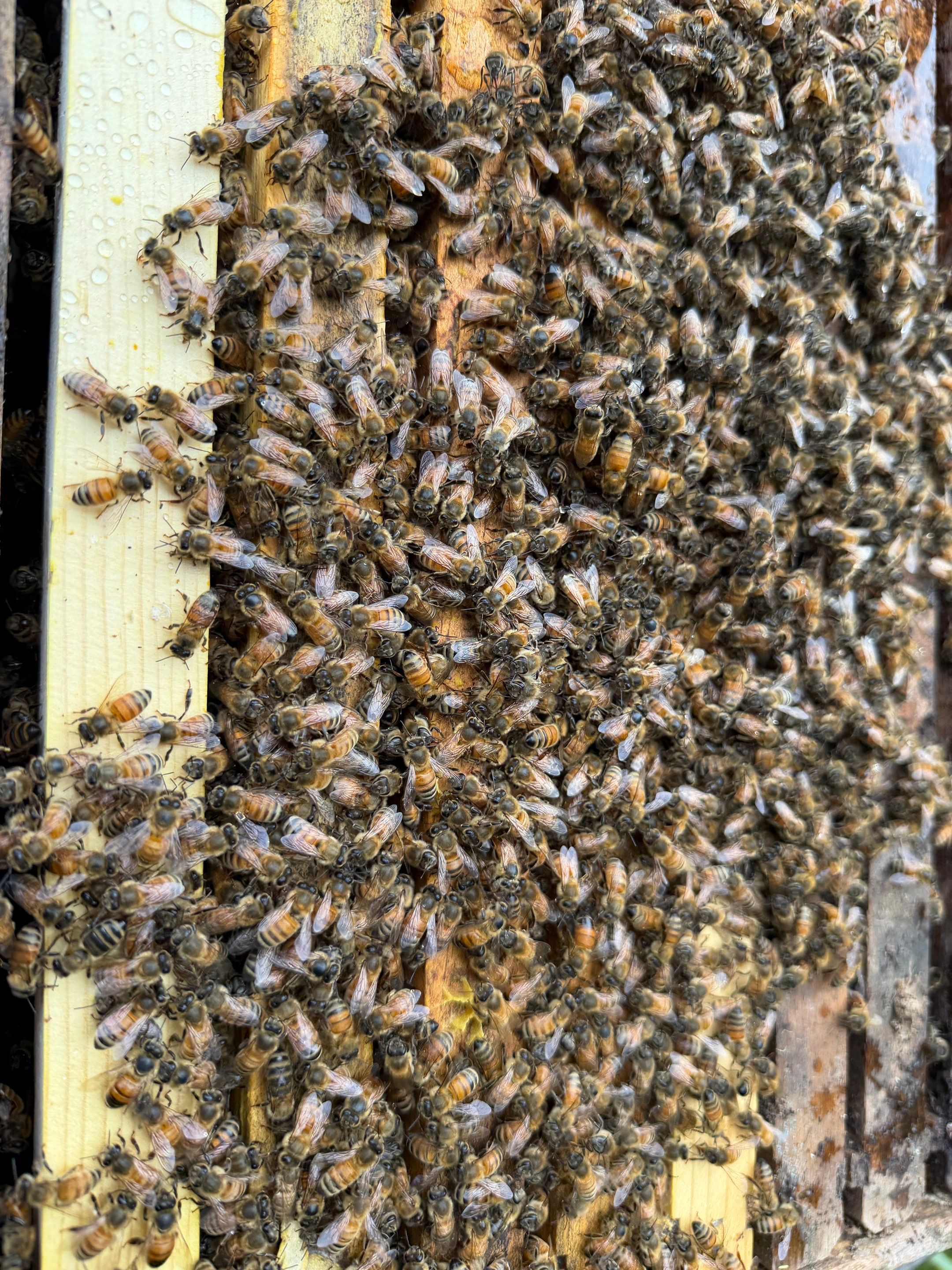Special Use Valuation in McClendon-Chisolm by Rockwall Honey Bee Company