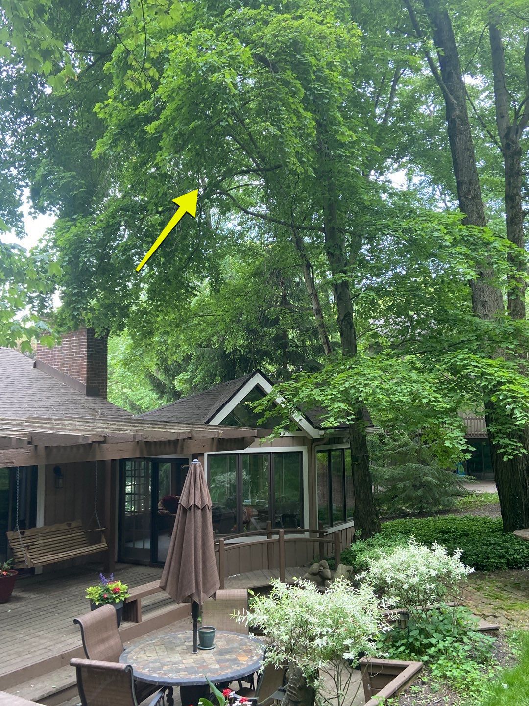 Tree Trimming using Tree Pruing by Mike Jones & Sons Tree Service LLC 