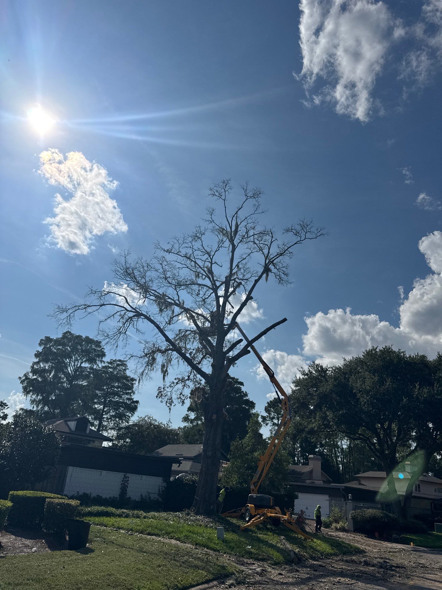 Deerwood Resident | Tree Removal by ProGreen Services