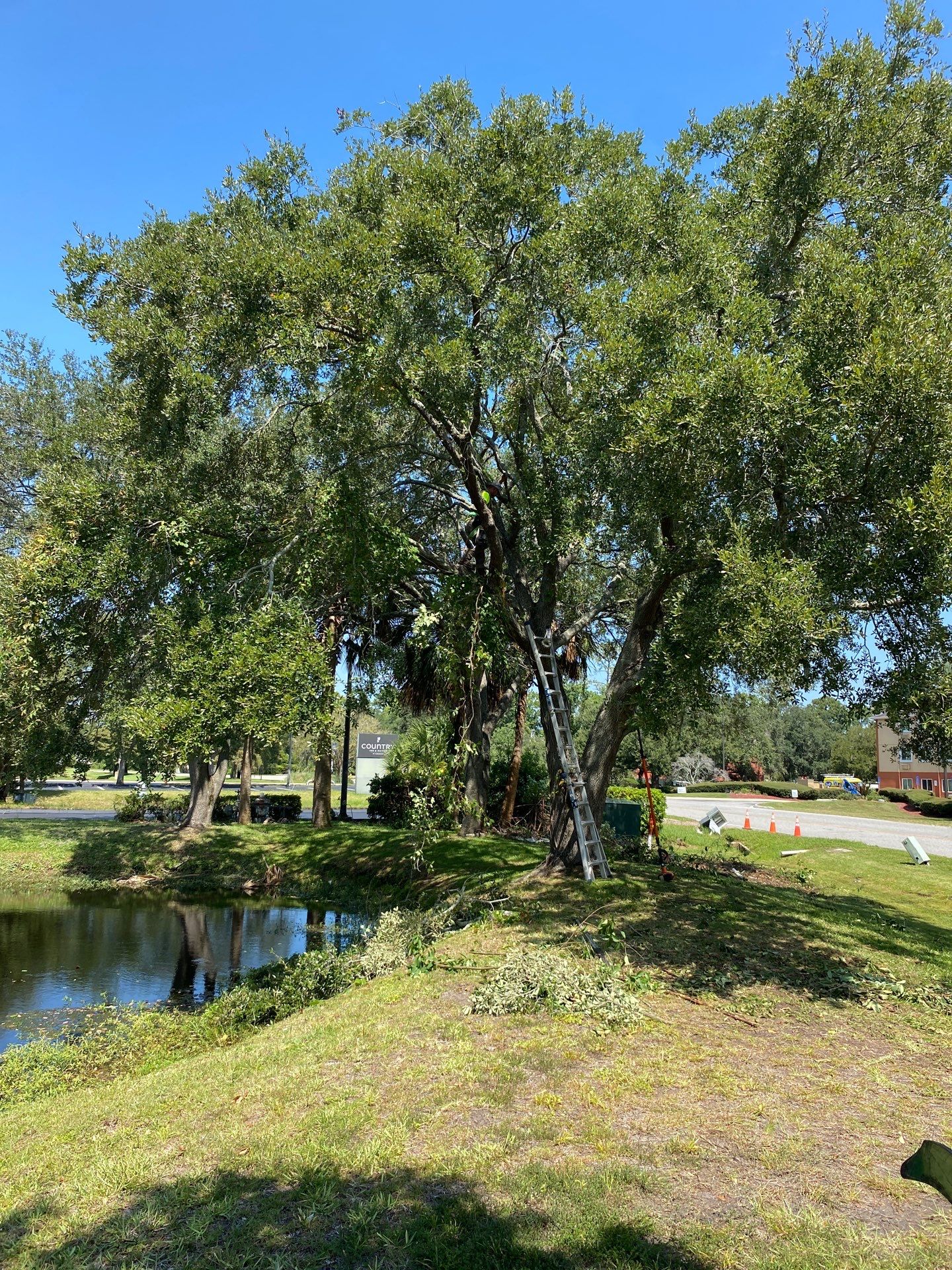Tree & Shrub Removal | Marriott Hotel by ProGreen Services