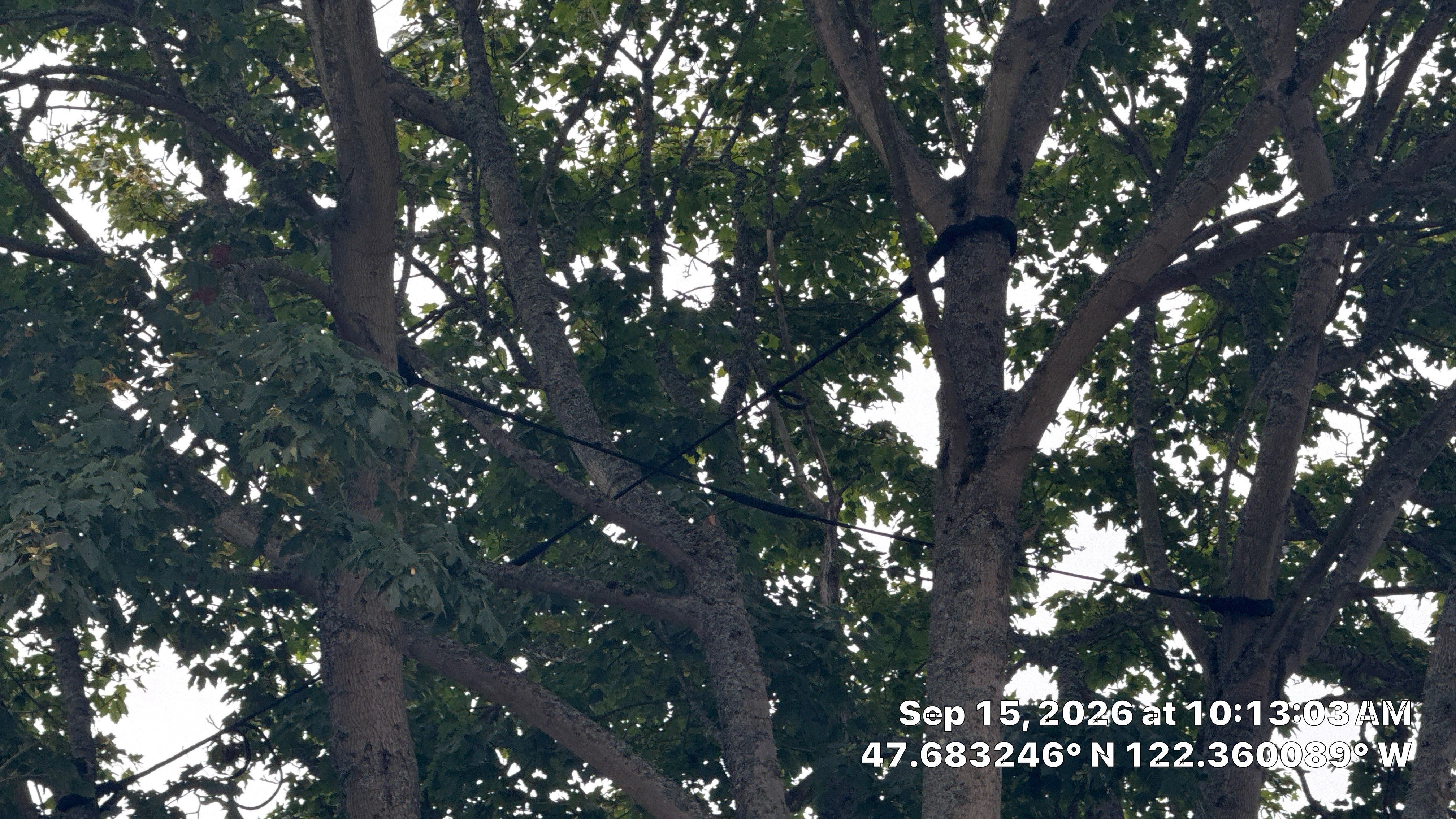 Seattle Tree Cabling and Structural Support System Installation by Sound Tree Care LLC
