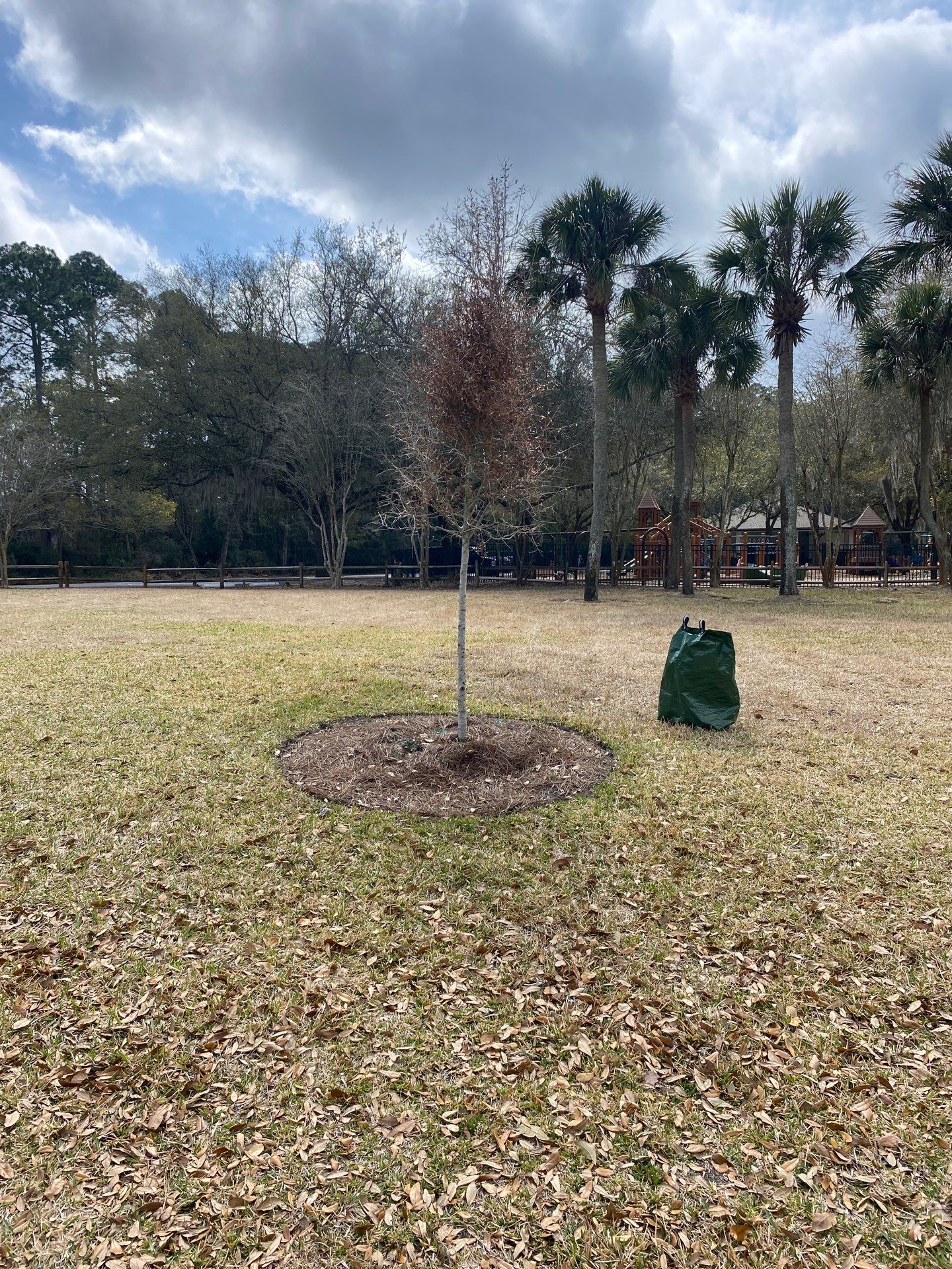 Deerwood Resident | Tree Install by ProGreen Services