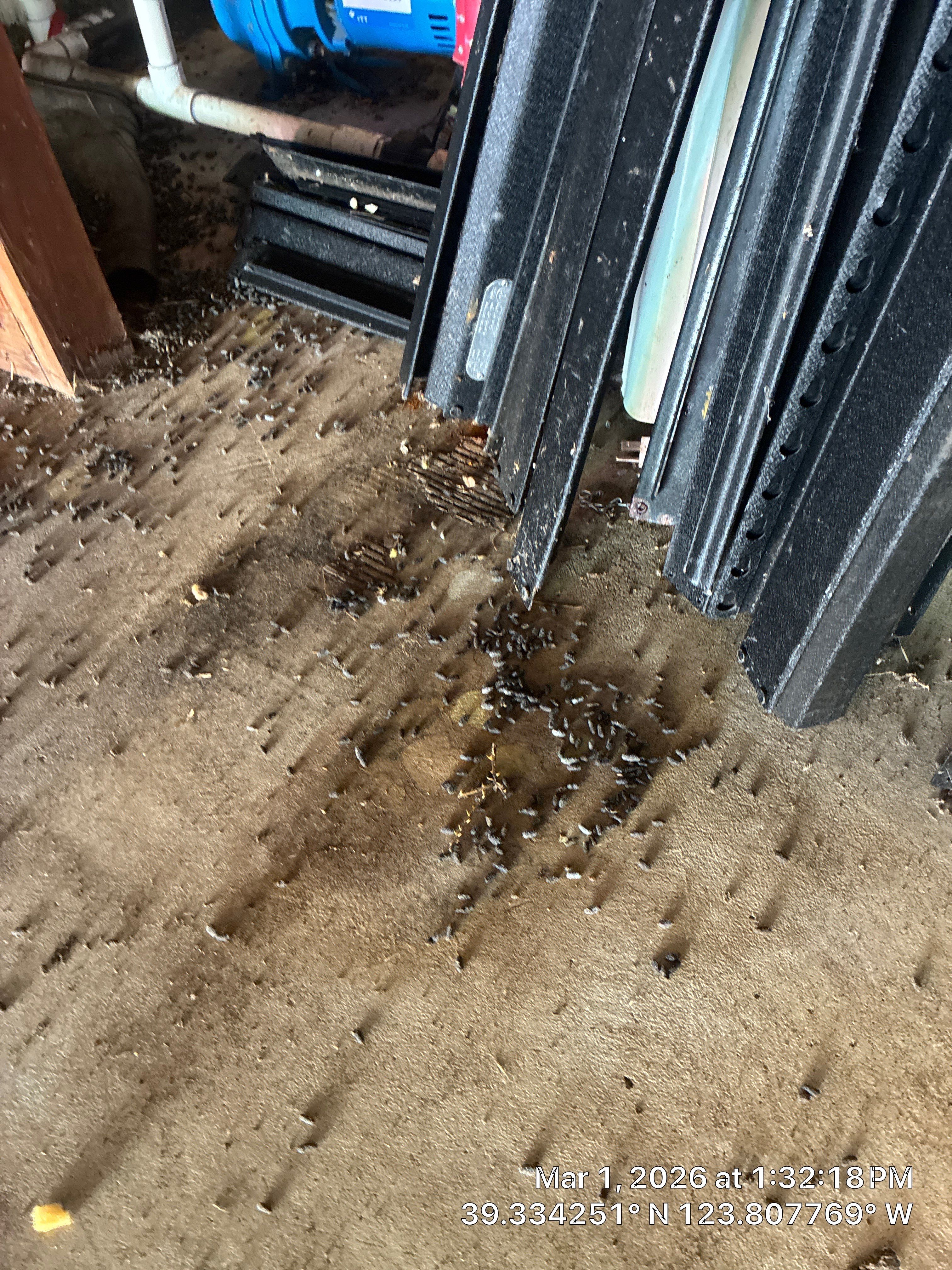 Project in Mendocino by 911 Hazmat Cleanup 