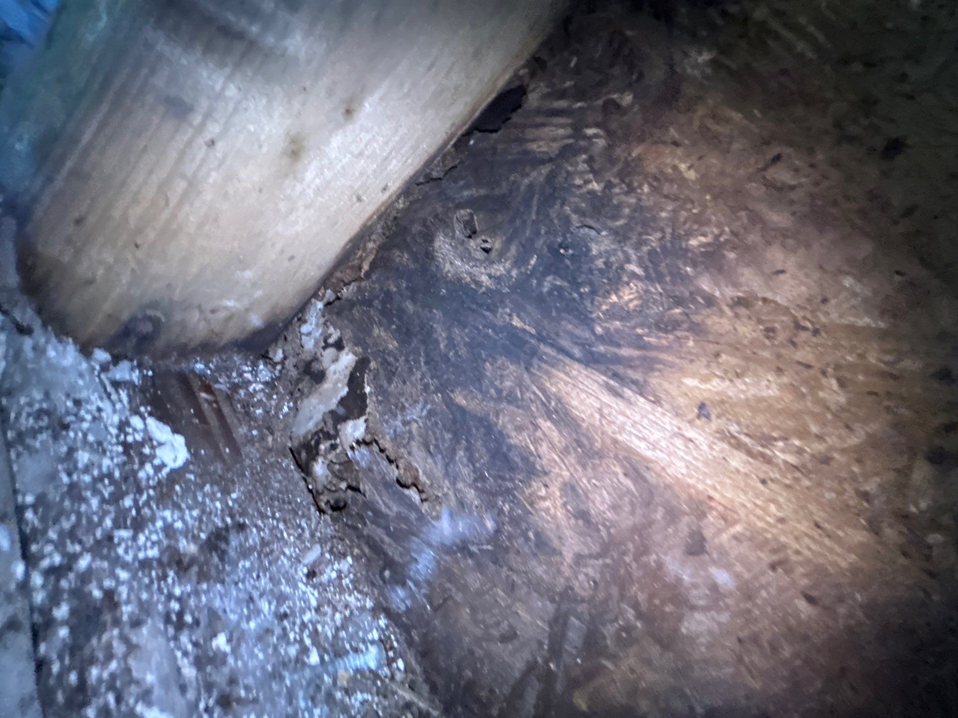 Tampa Mold Removal  by Ampm Restoration Services 