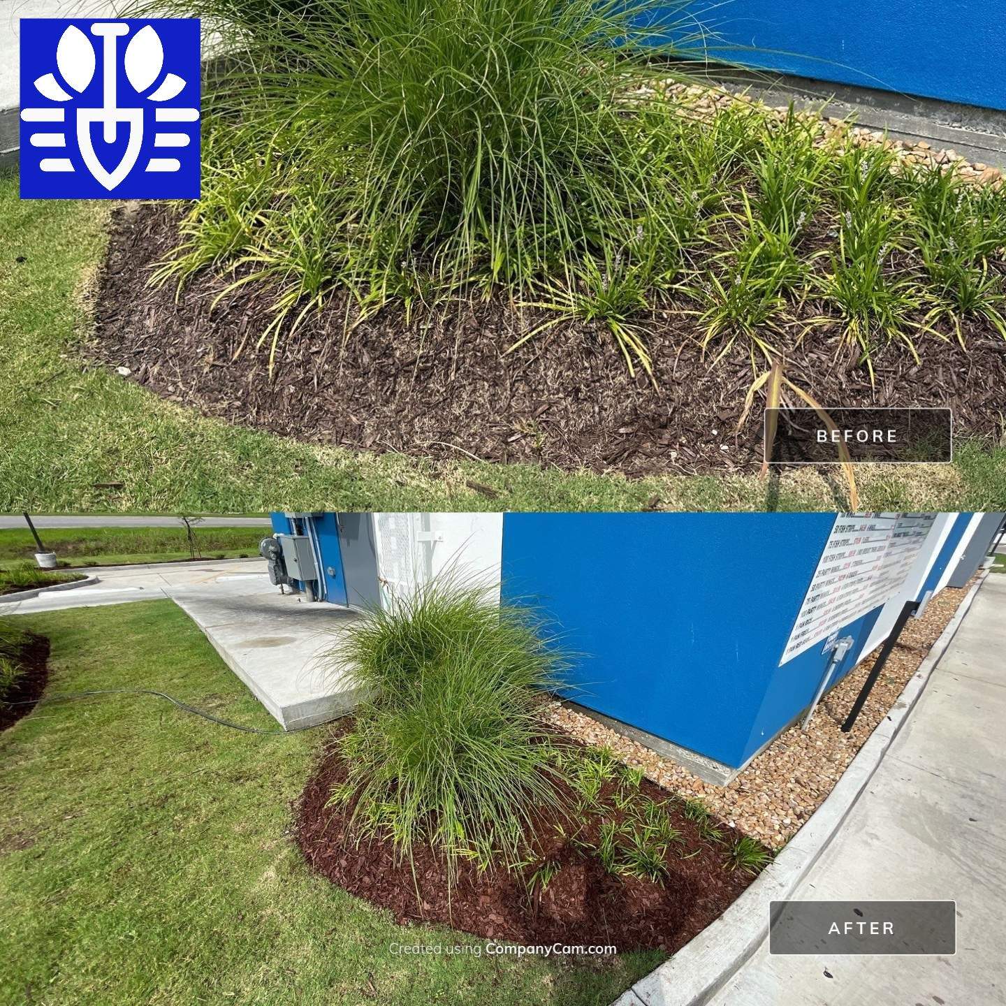 COMMERCIAL LAWN MAINTENANCE: HEDGE TRIM / BED CLEAN / MULCH INSTALL using BROWN MULCH "BARK BRITE" by CutScape, LLC.