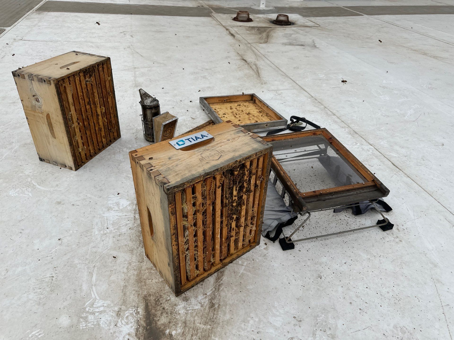 Rooftop Bees in Frisco by Rockwall Honey Bee Company