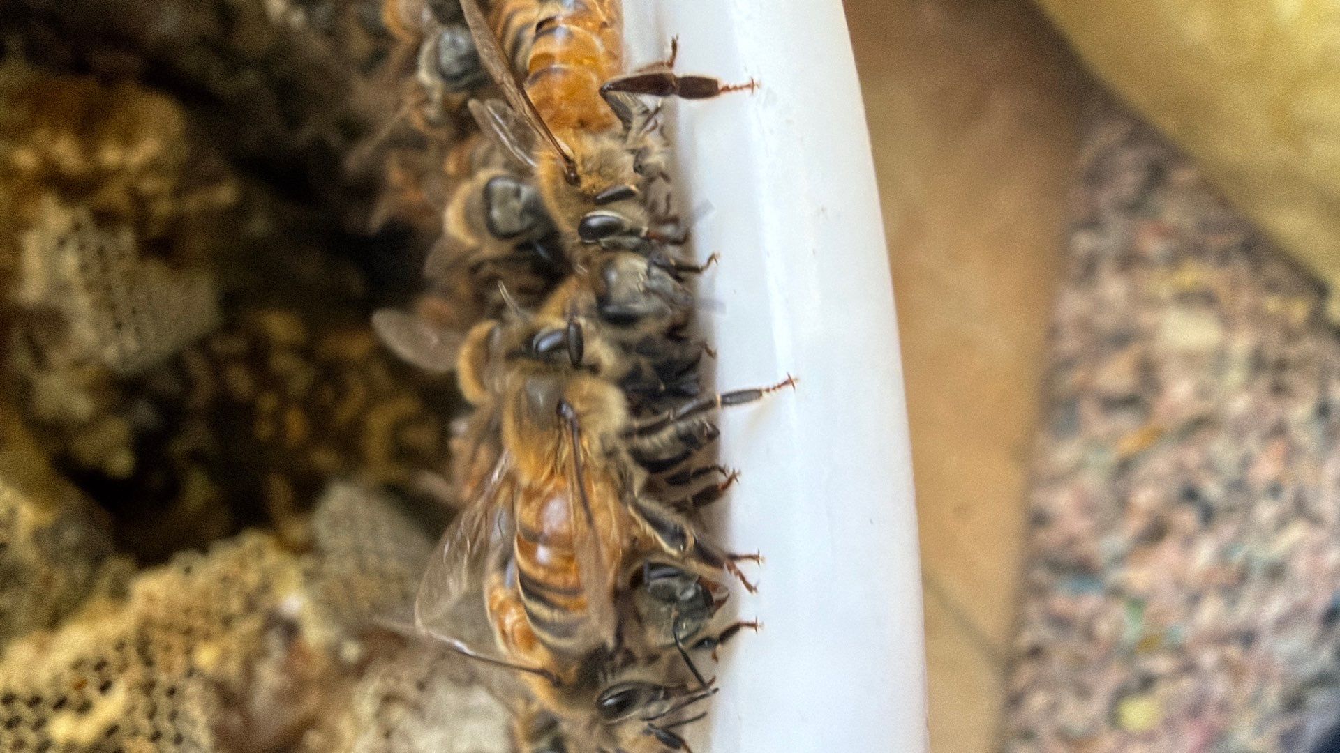 Siding & Bricks = Bees -N- Floors by Rockwall Honey Bee Company