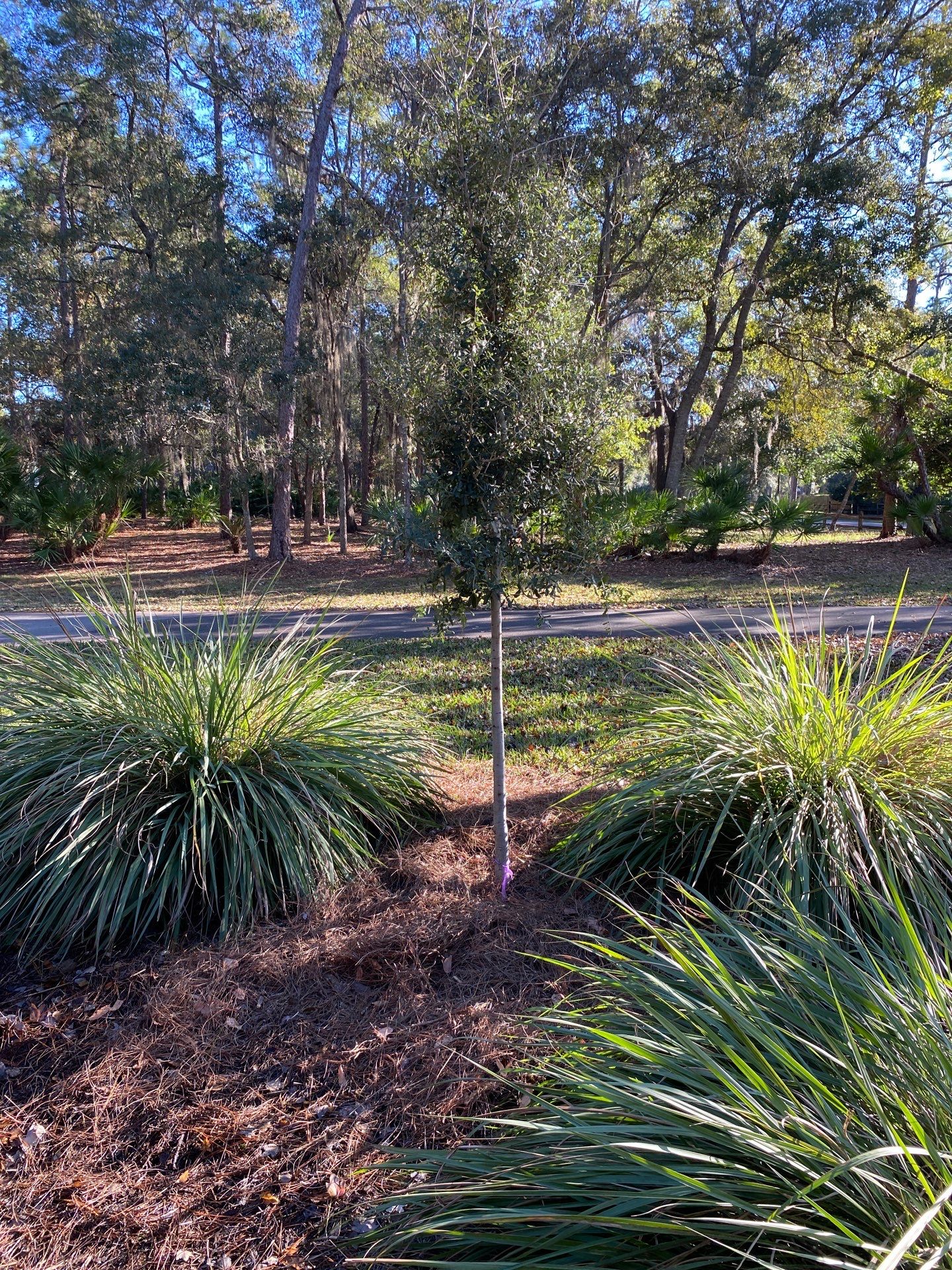 Deerwood Community | Oak Tree Replacement Project by ProGreen Services