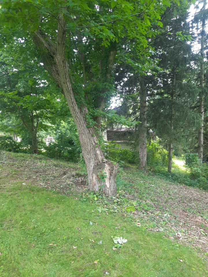 Tree Removal using Tree Removal by Mike Jones & Sons Tree Service LLC 