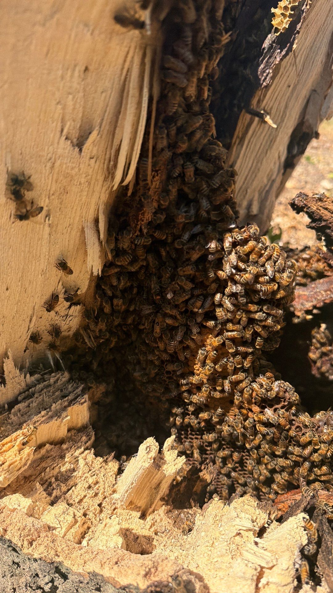 White Rock Tree by Rockwall Honey Bee Company