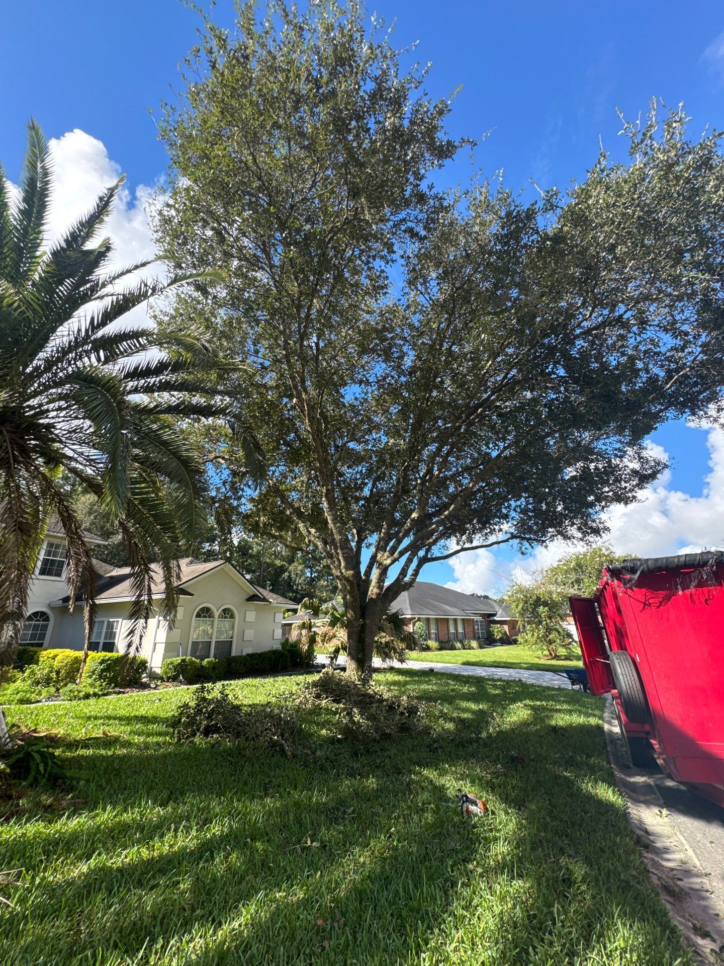 Residential | Tree & Palm Trimming by ProGreen Services
