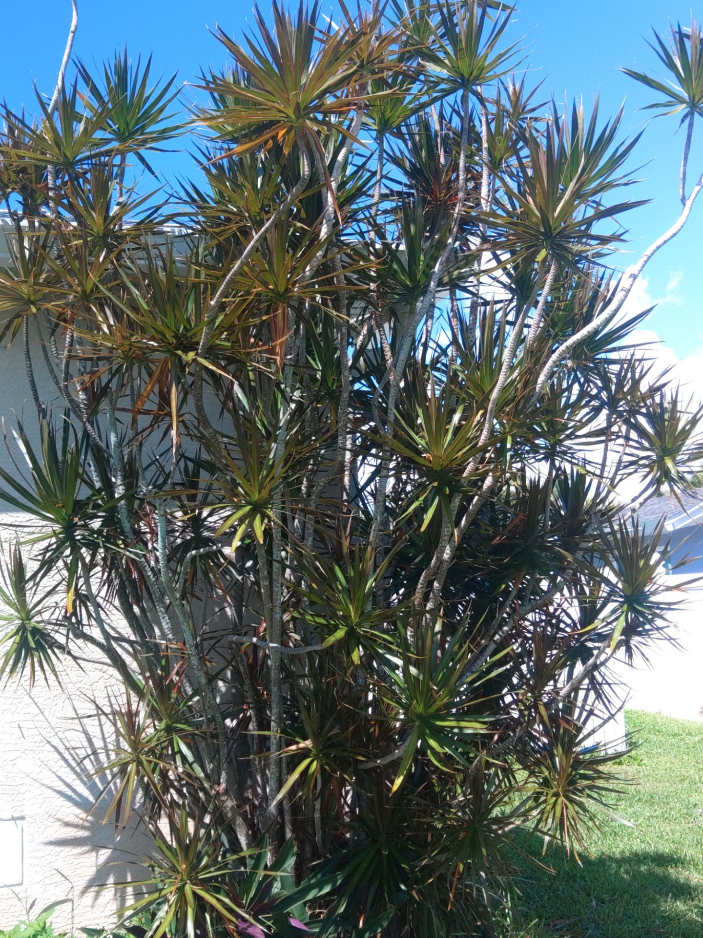 Splash Guards in Cape Coral FL by Gutter Professors