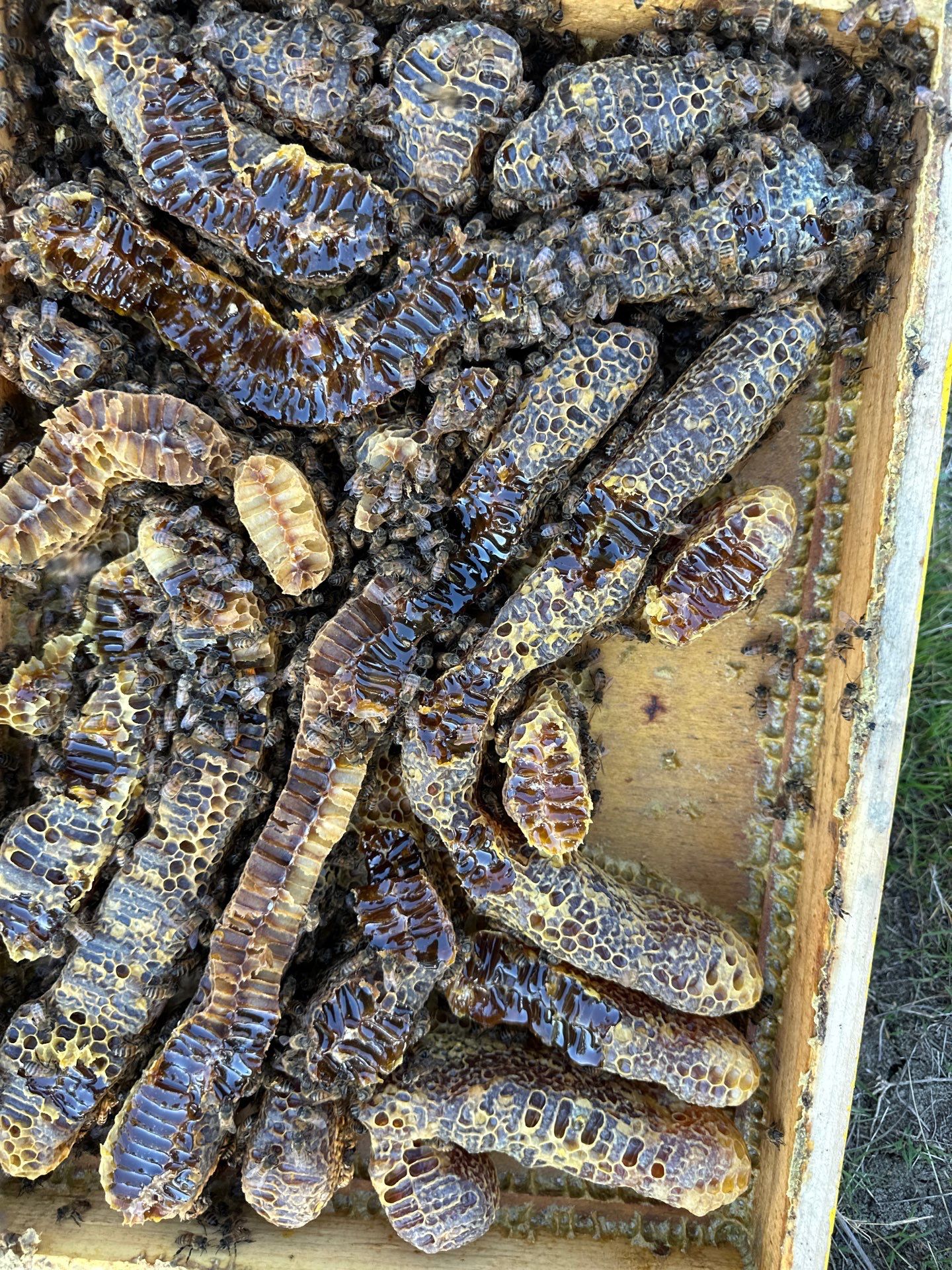 Rabbit Ridge Apiary by Rockwall Honey Bee Company