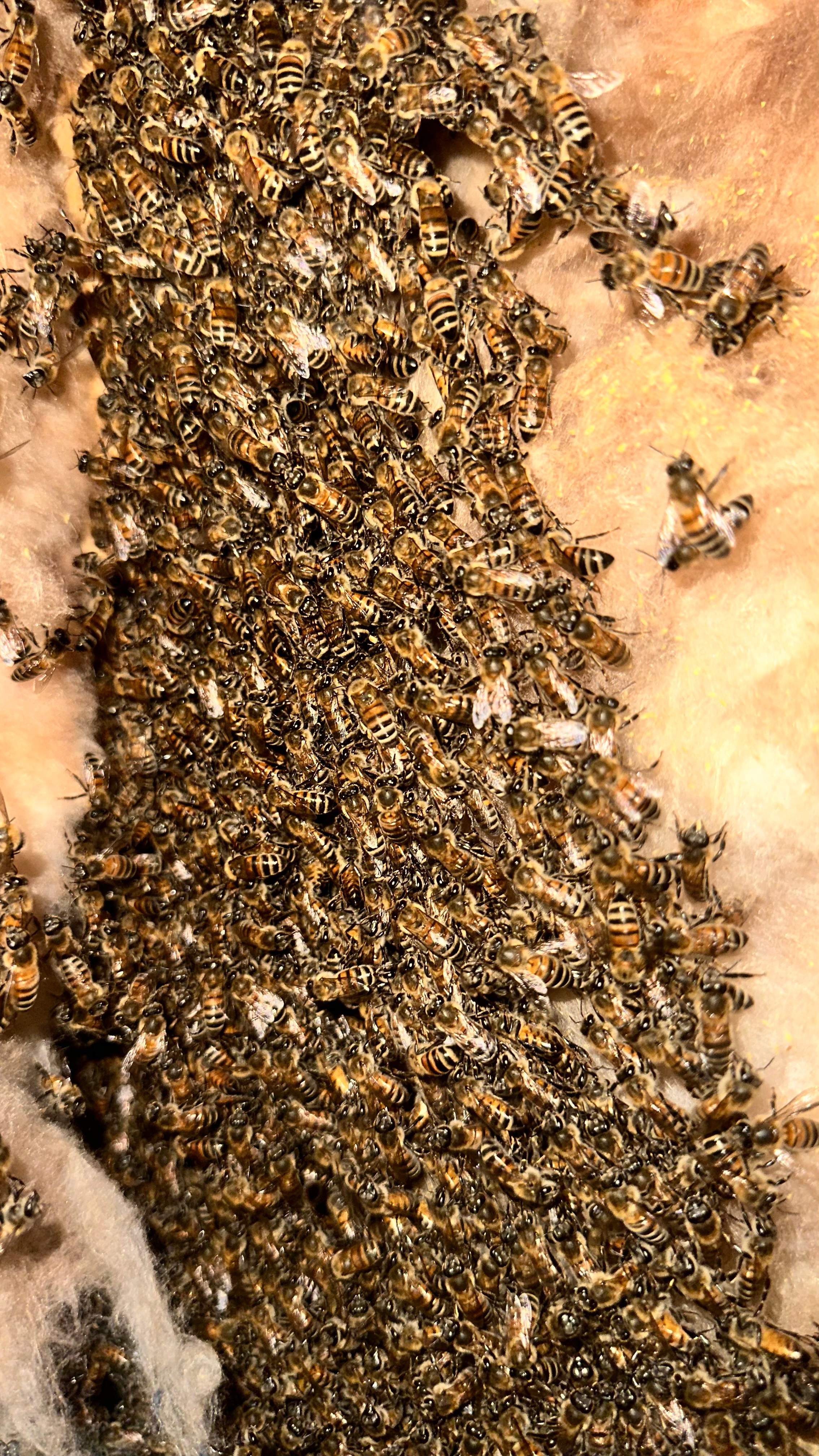 Interior Wall by Rockwall Honey Bee Company