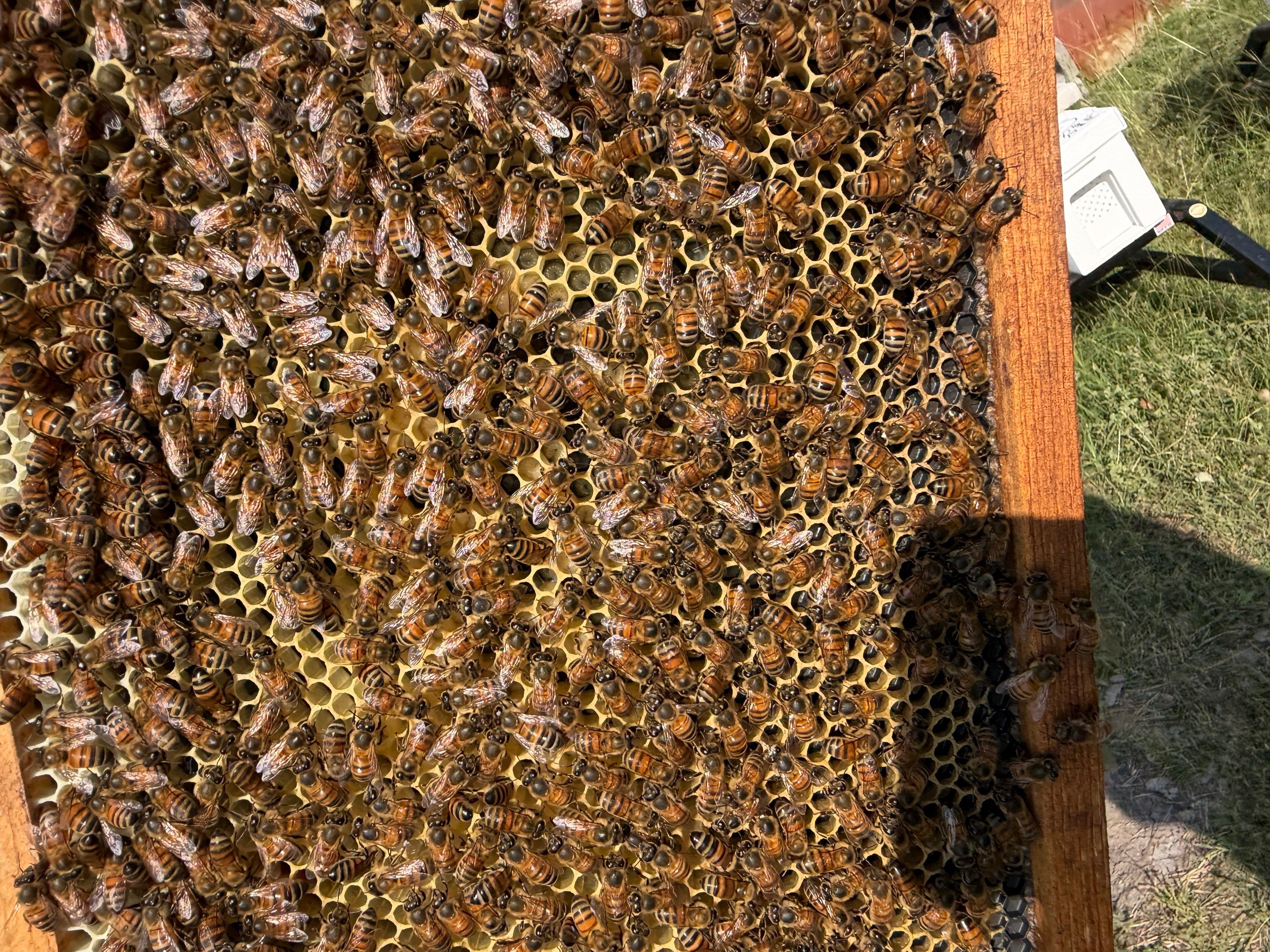 Baseball Diamond Apiary by Rockwall Honey Bee Company
