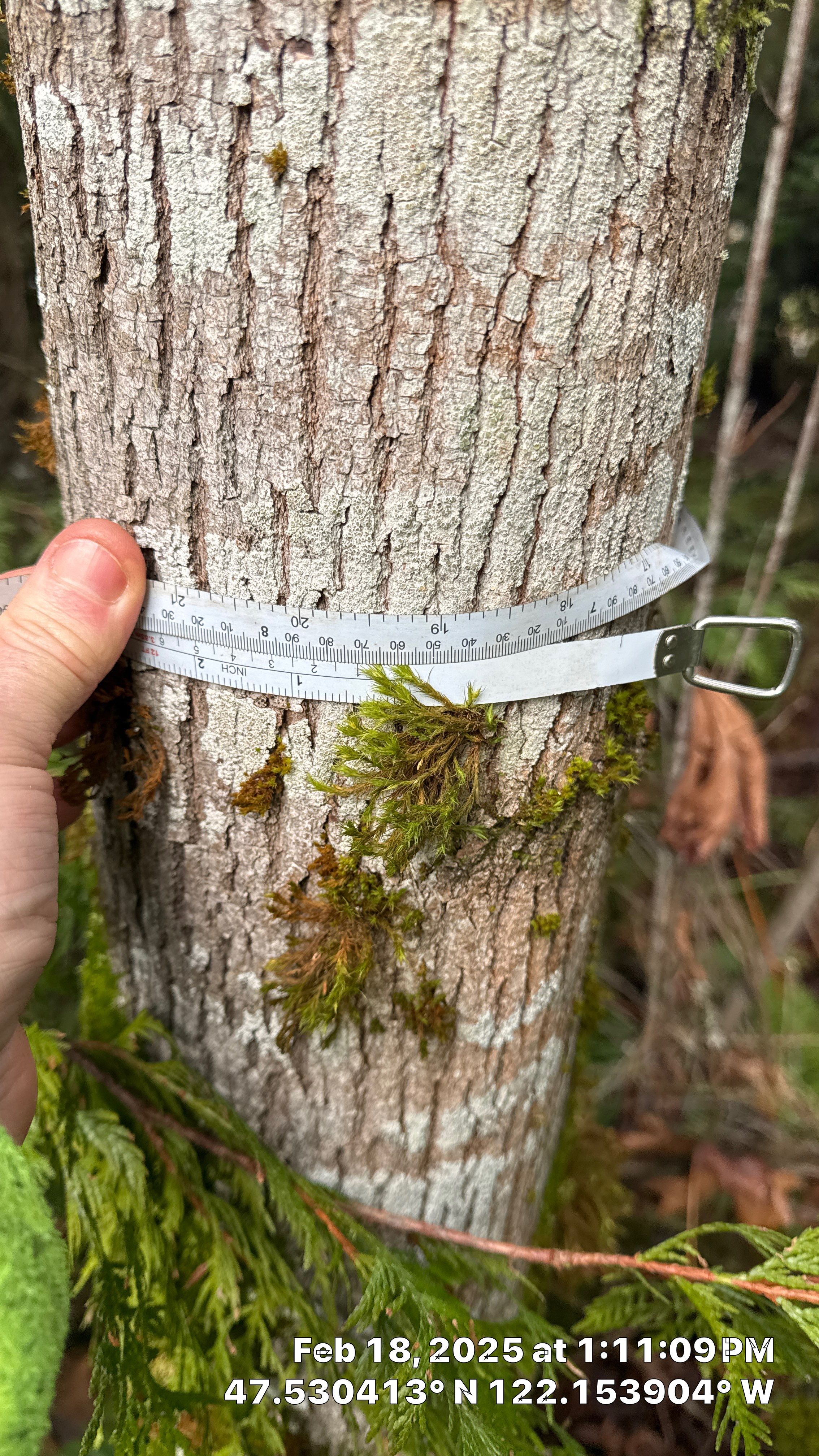 🌲 Newcastle HOA Arborist Report by Sound Tree Care LLC