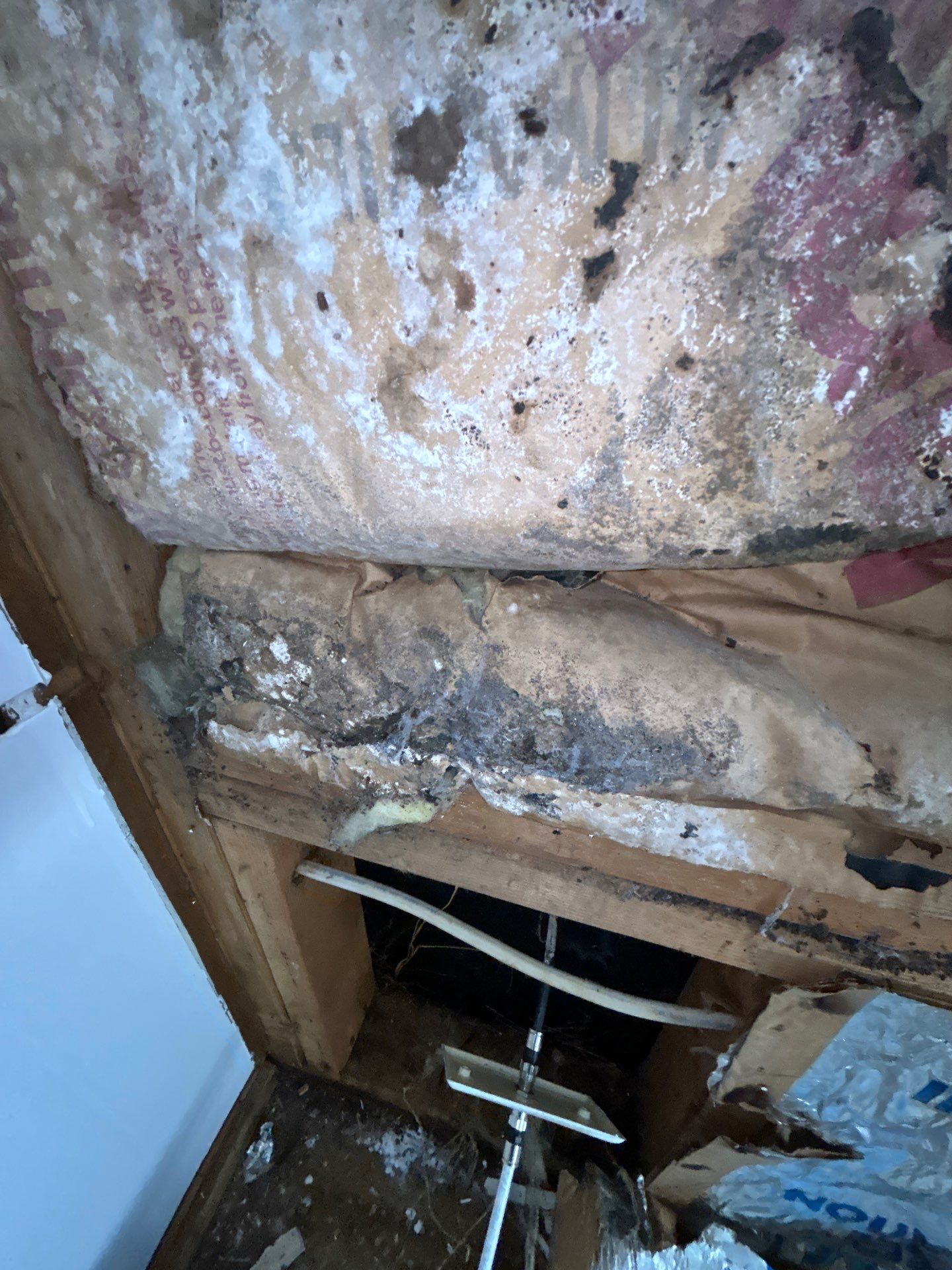 Mold Removal In Bradenton FL  by Ampm Restoration Services 