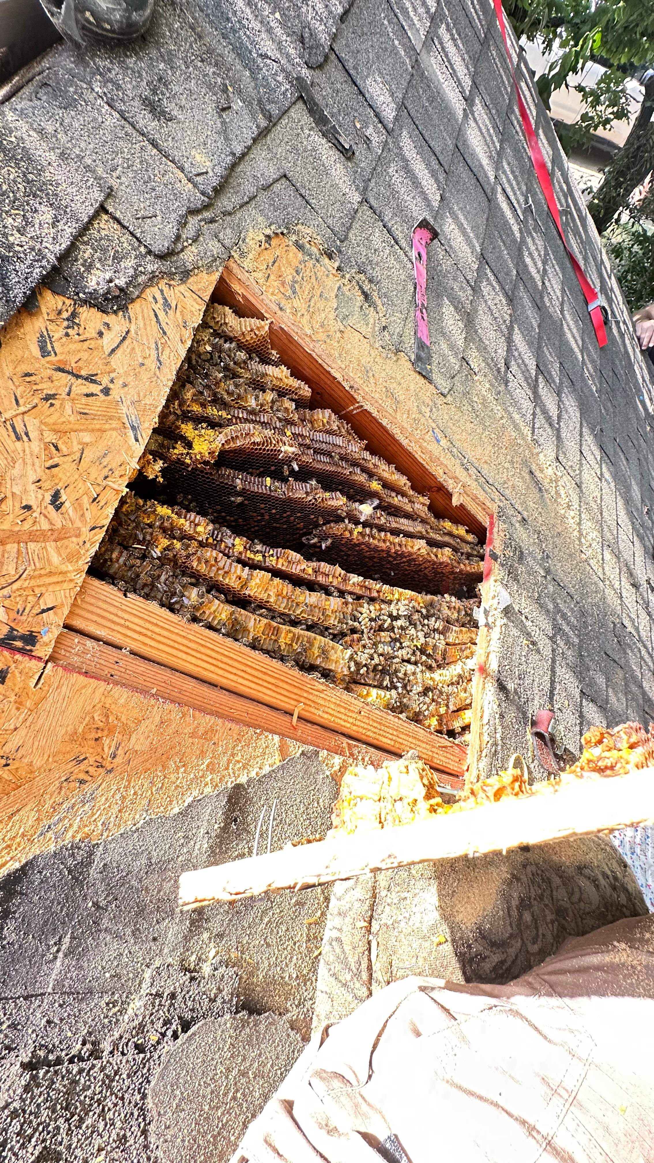 Under Shingles by Rockwall Honey Bee Company