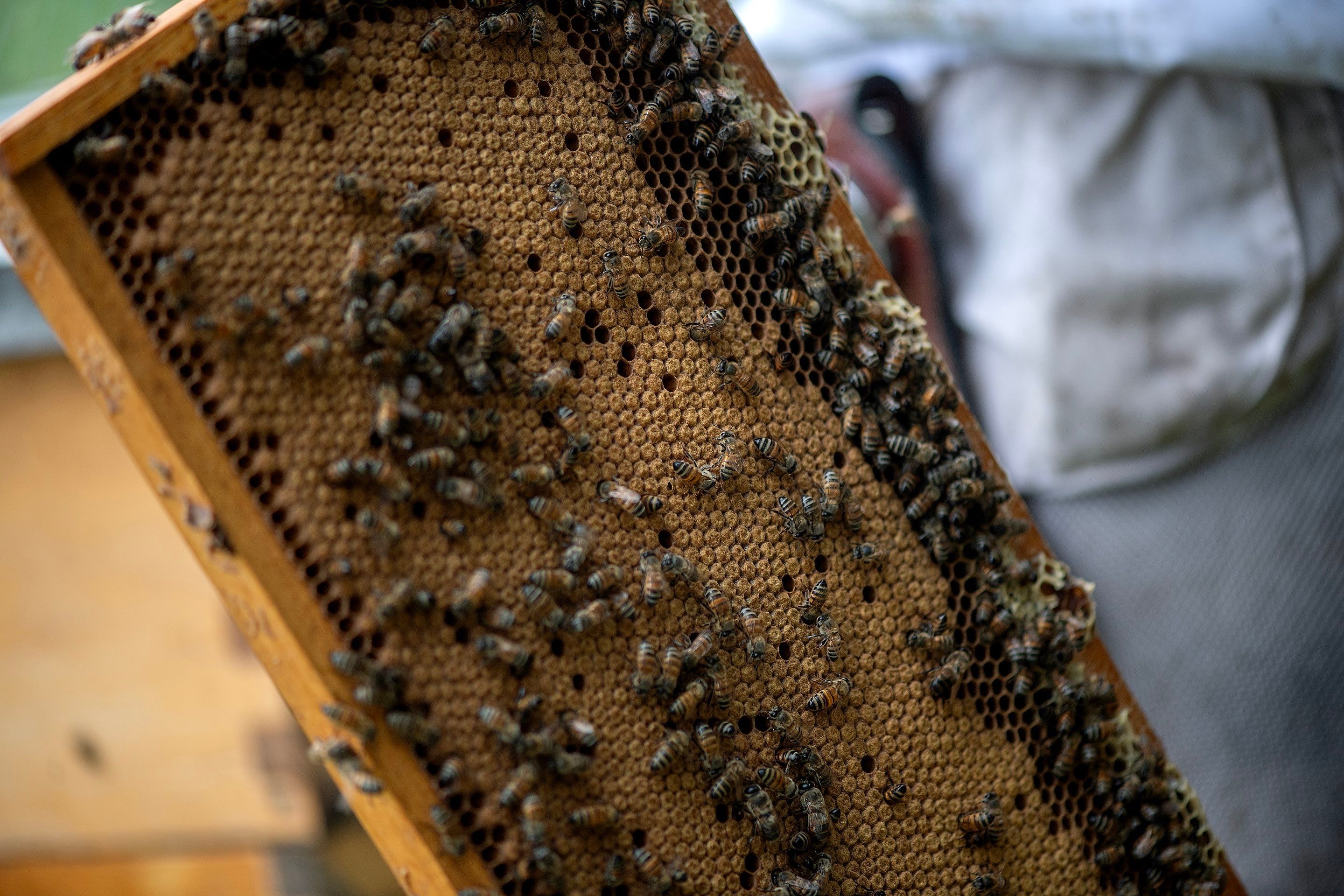 Urban Beekeeping in Dallas by Rockwall Honey Bee Company