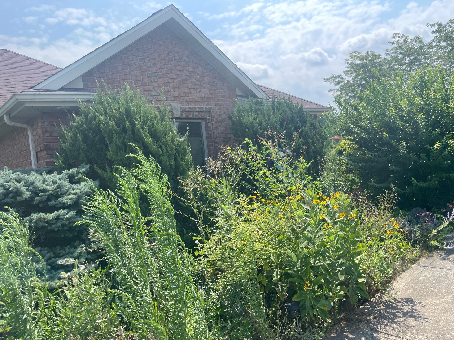 Overgrowth Takeover by Carrs lawn and landscape