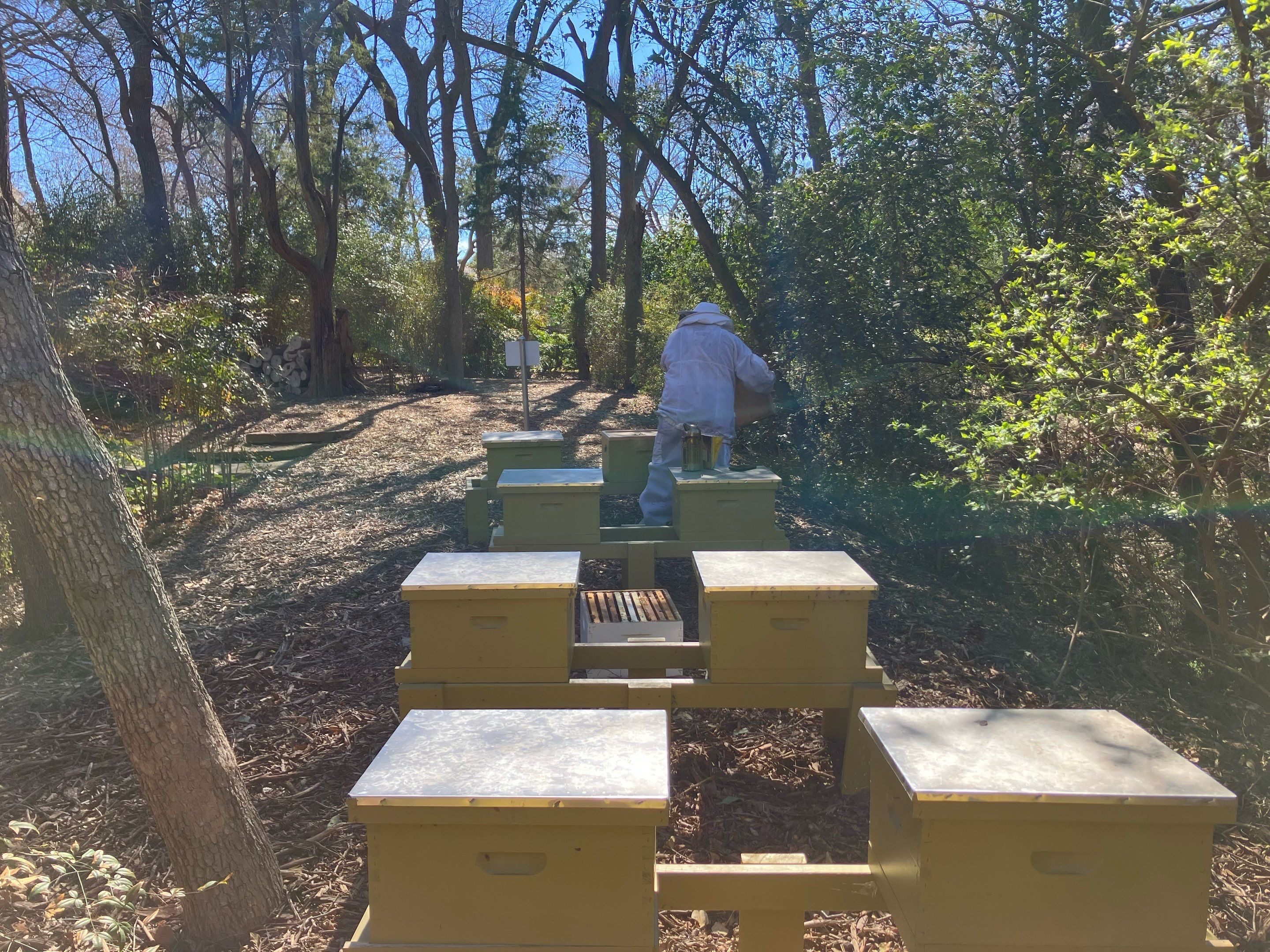 Lakewood Apiary by White Rock Lake- another Ag. Exempt Property by Rockwall Honey Bee Company