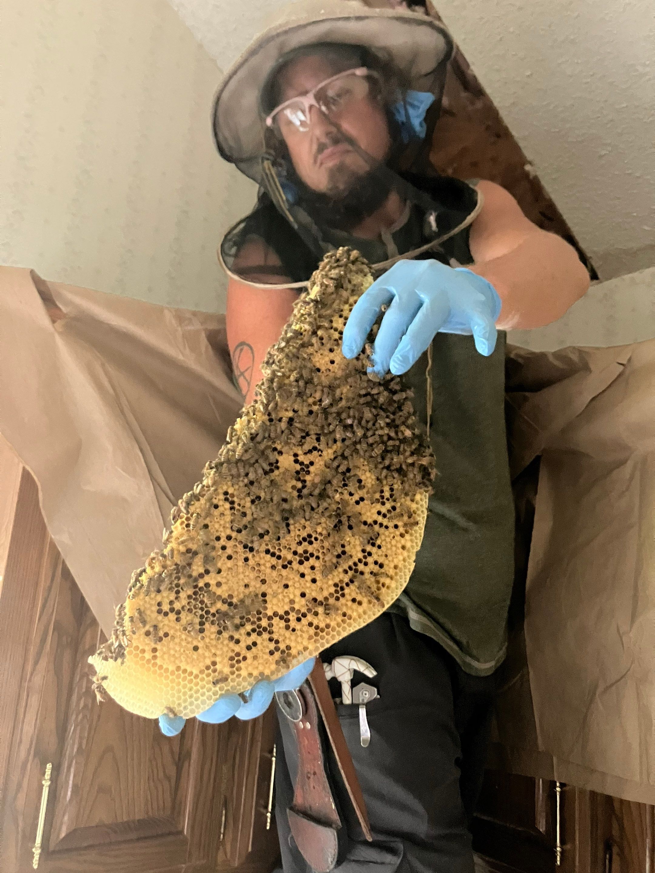 Kitchen ceiling bees by Rockwall Honey Bee Company
