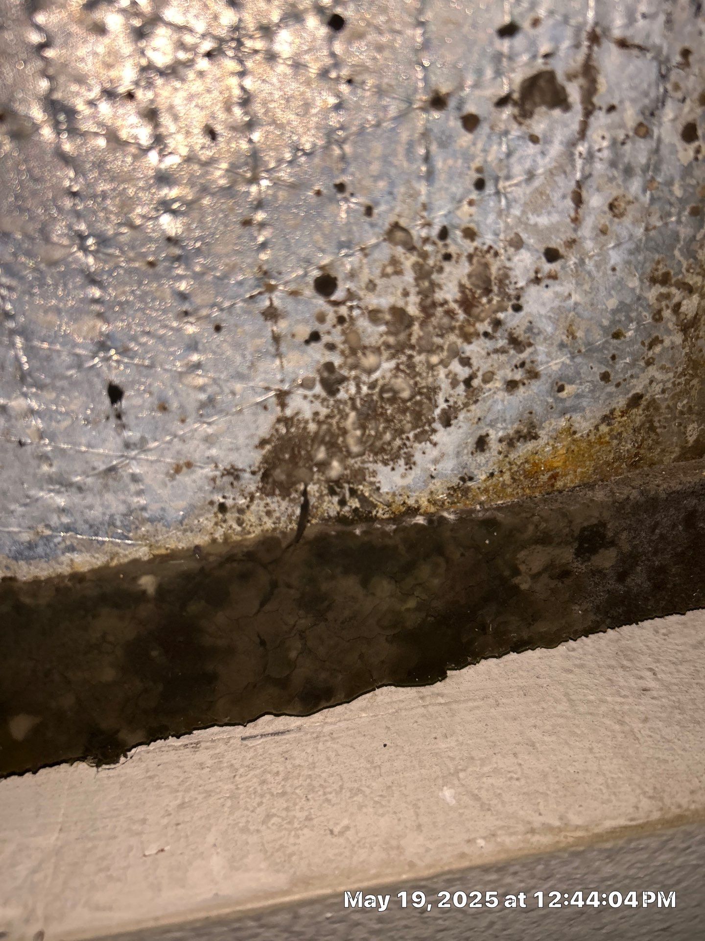 Sarasota Mold Damage by Ampm Restoration Services