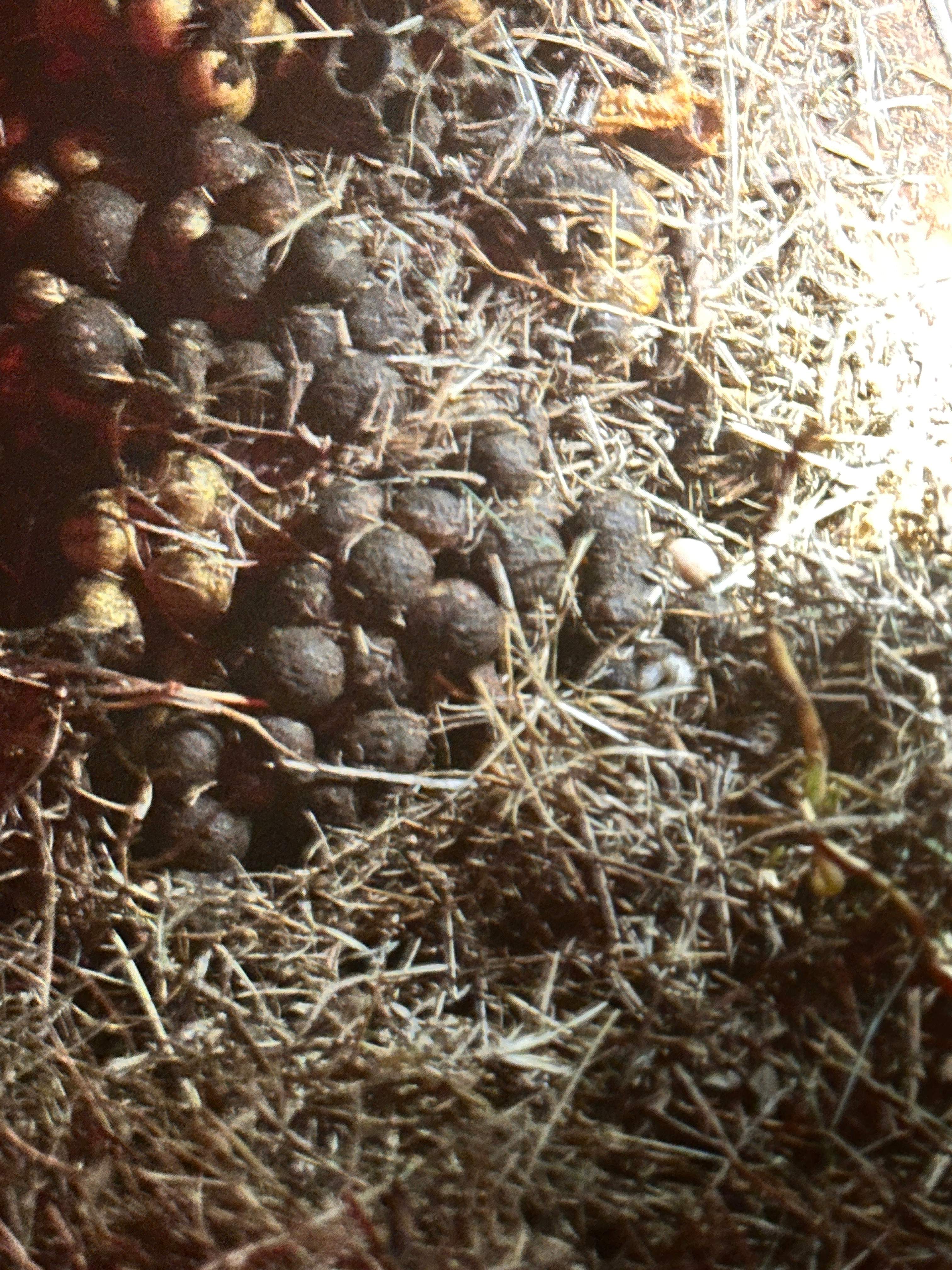 Bumblebees! by Rockwall Honey Bee Company