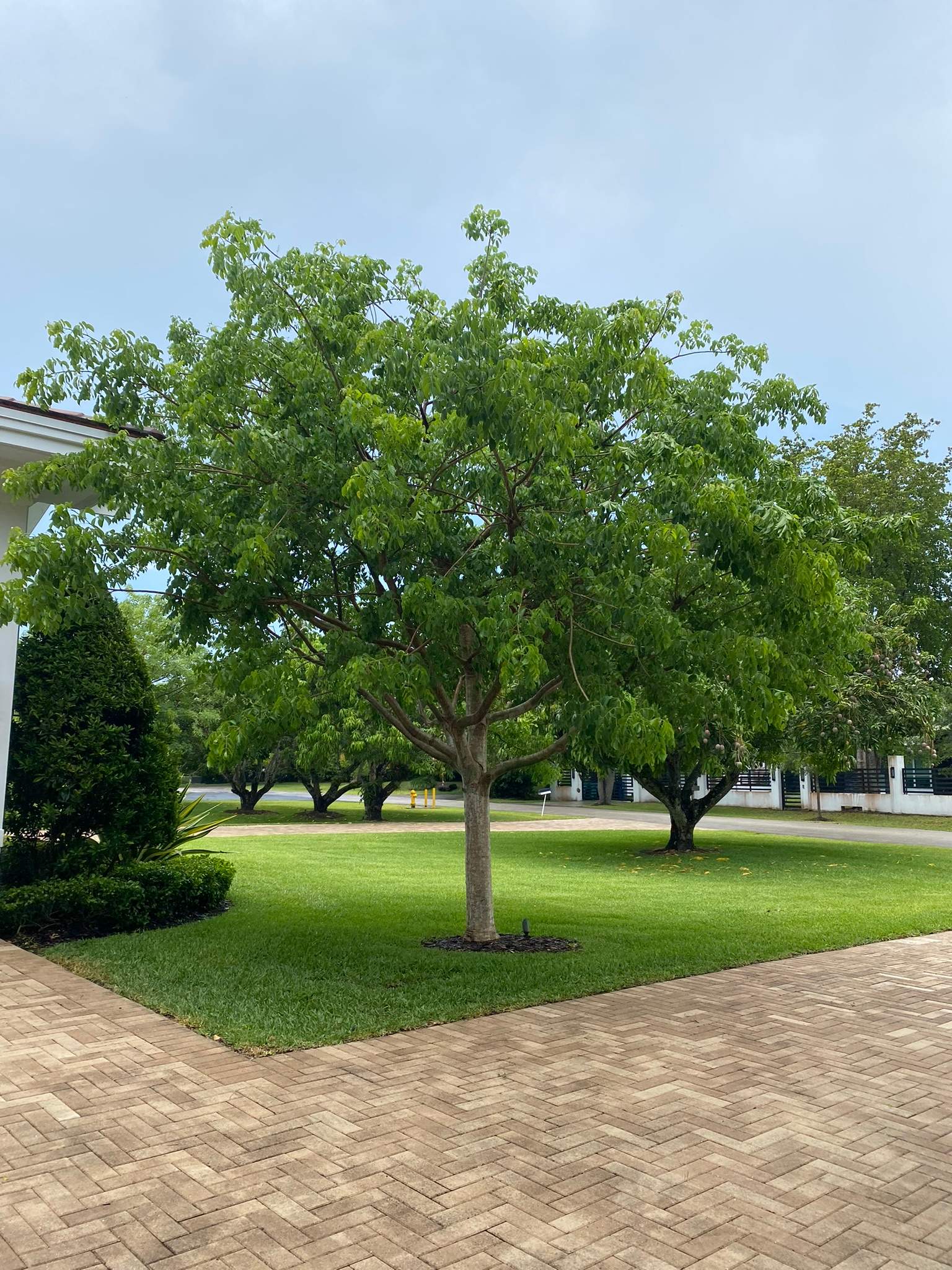 Backyard Landscape Renovation by Nature's Dream Landscape and Tree Service