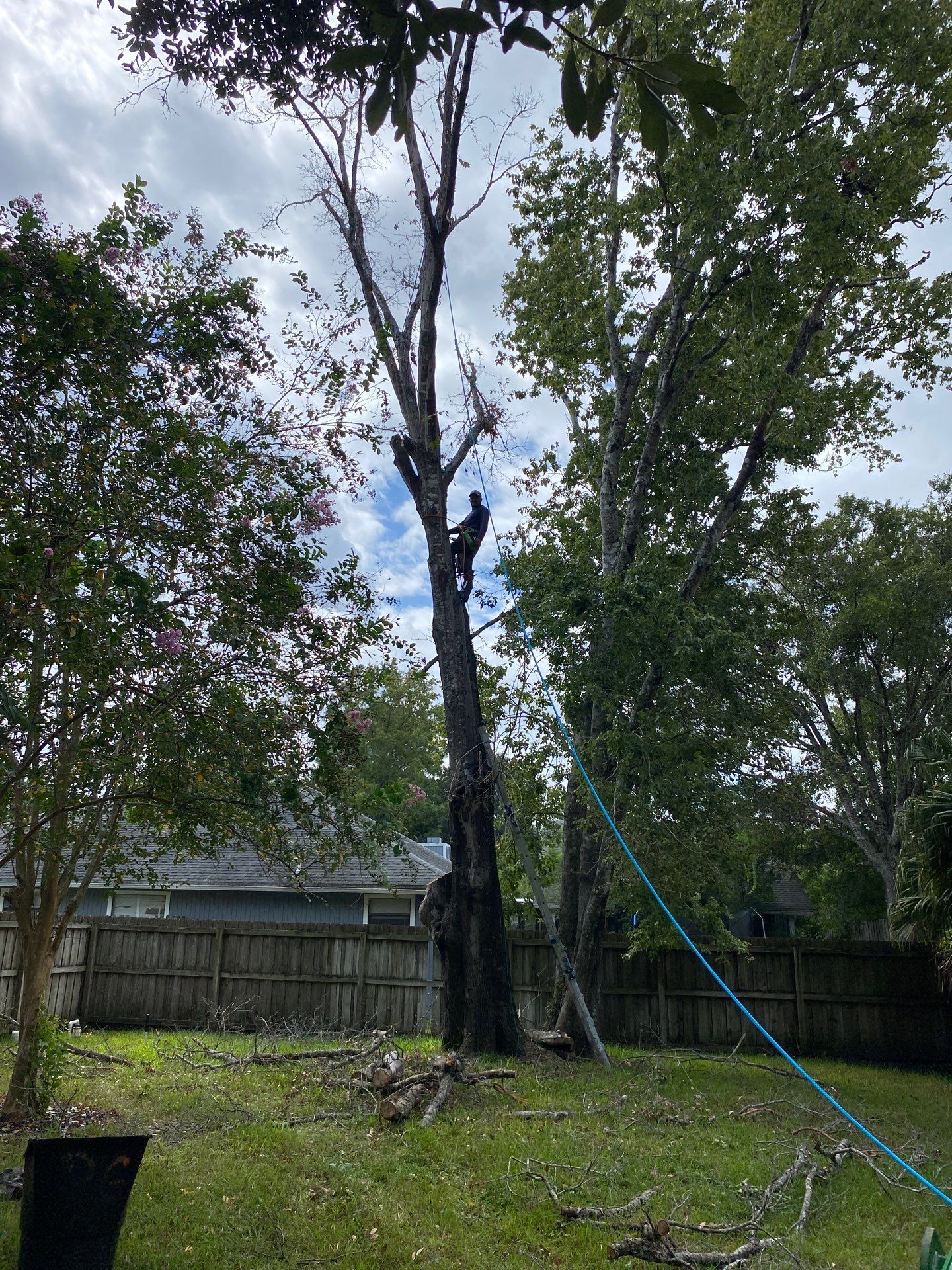 Tree Removal | Residential by ProGreen Services
