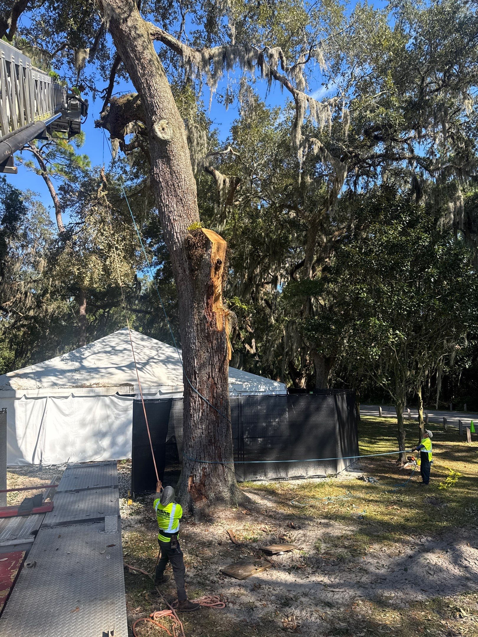 Episcopal | Large Tree Removal by ProGreen Services
