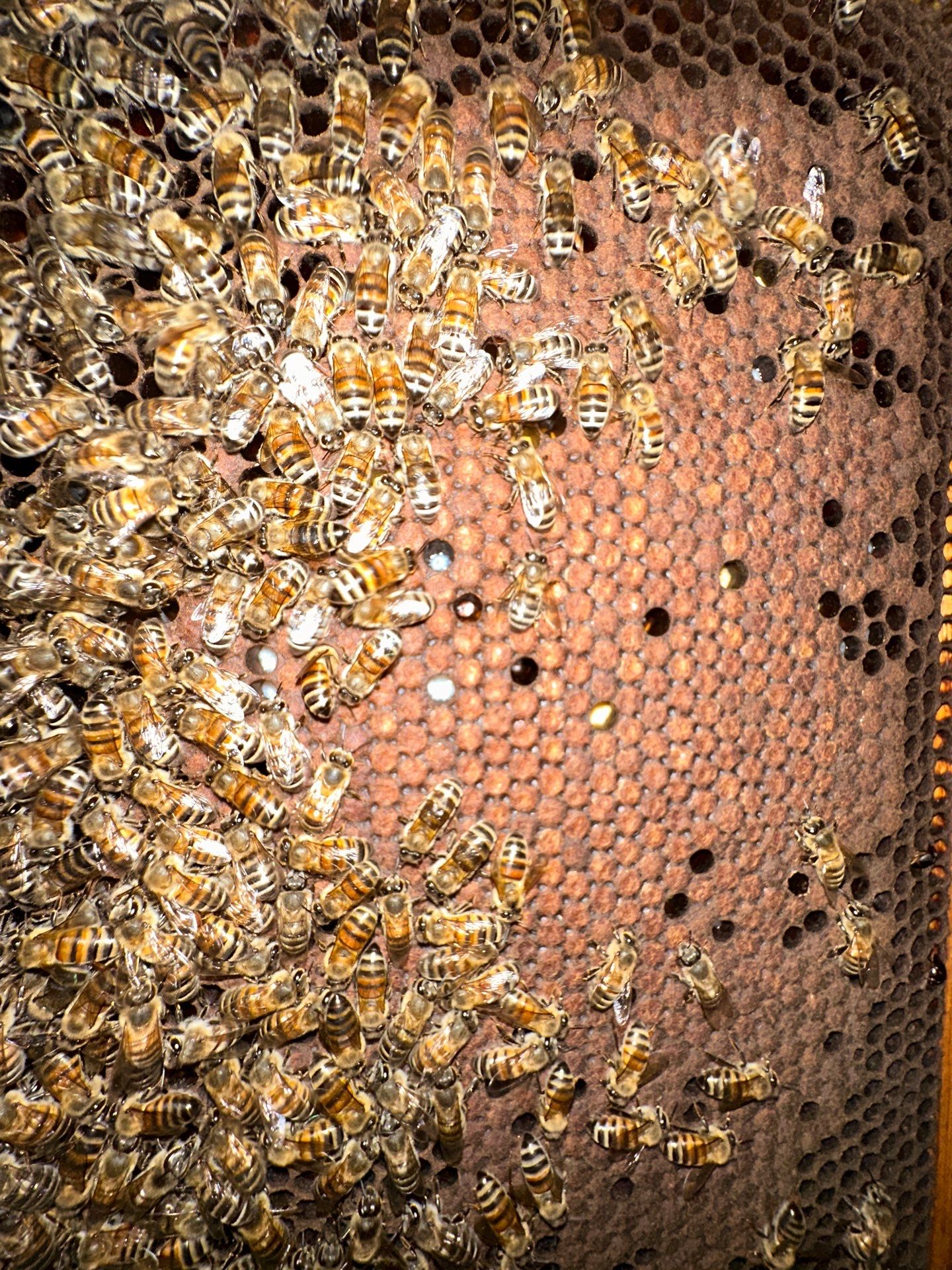 Bees in Turtle Creek by Rockwall Honey Bee Company