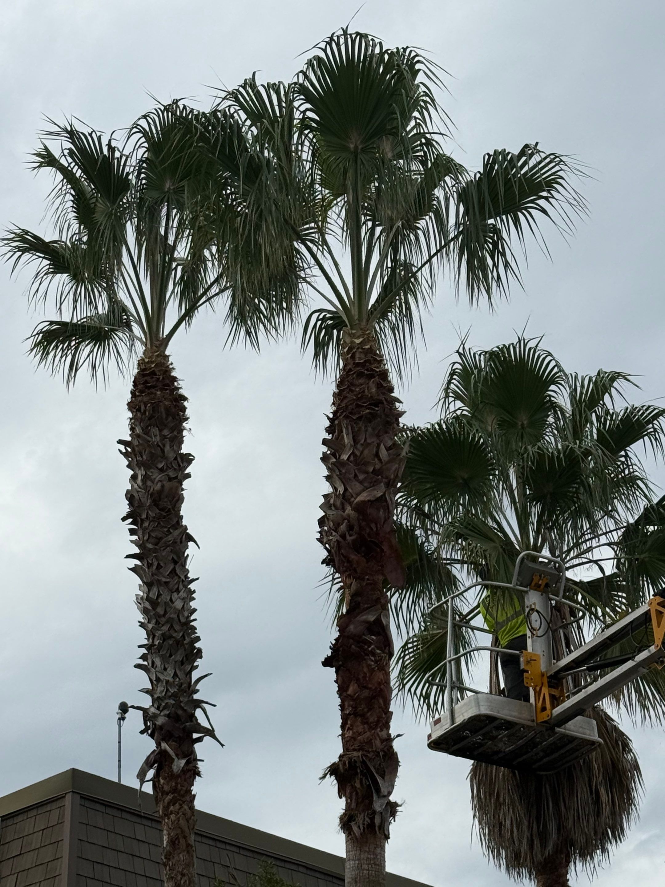 Volunteer Work | Episcopal High School of Jacksonville by ProGreen Services