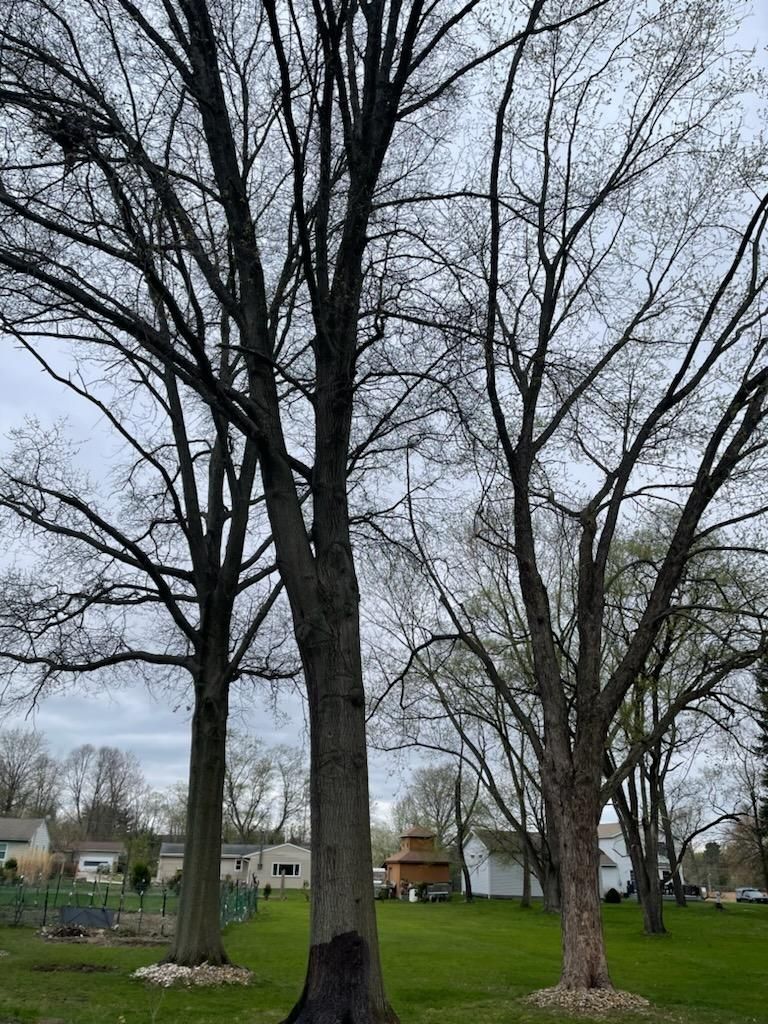 Tree Removal using Tree Removal by Mike Jones & Sons Tree Service LLC 
