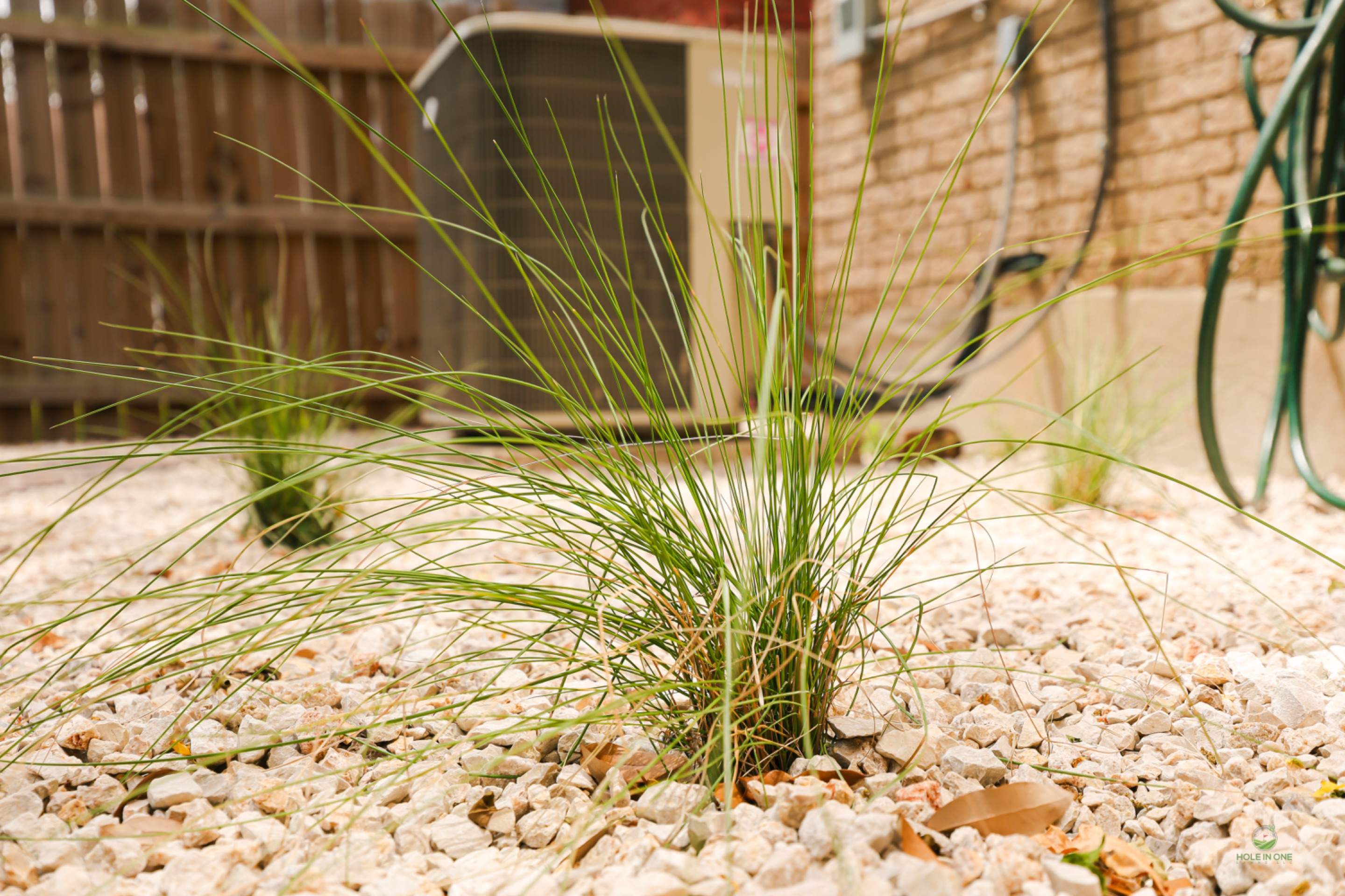 Landscape Design Henderson Pass, San Antonio Tx. by Hole In One Lawns, LLC